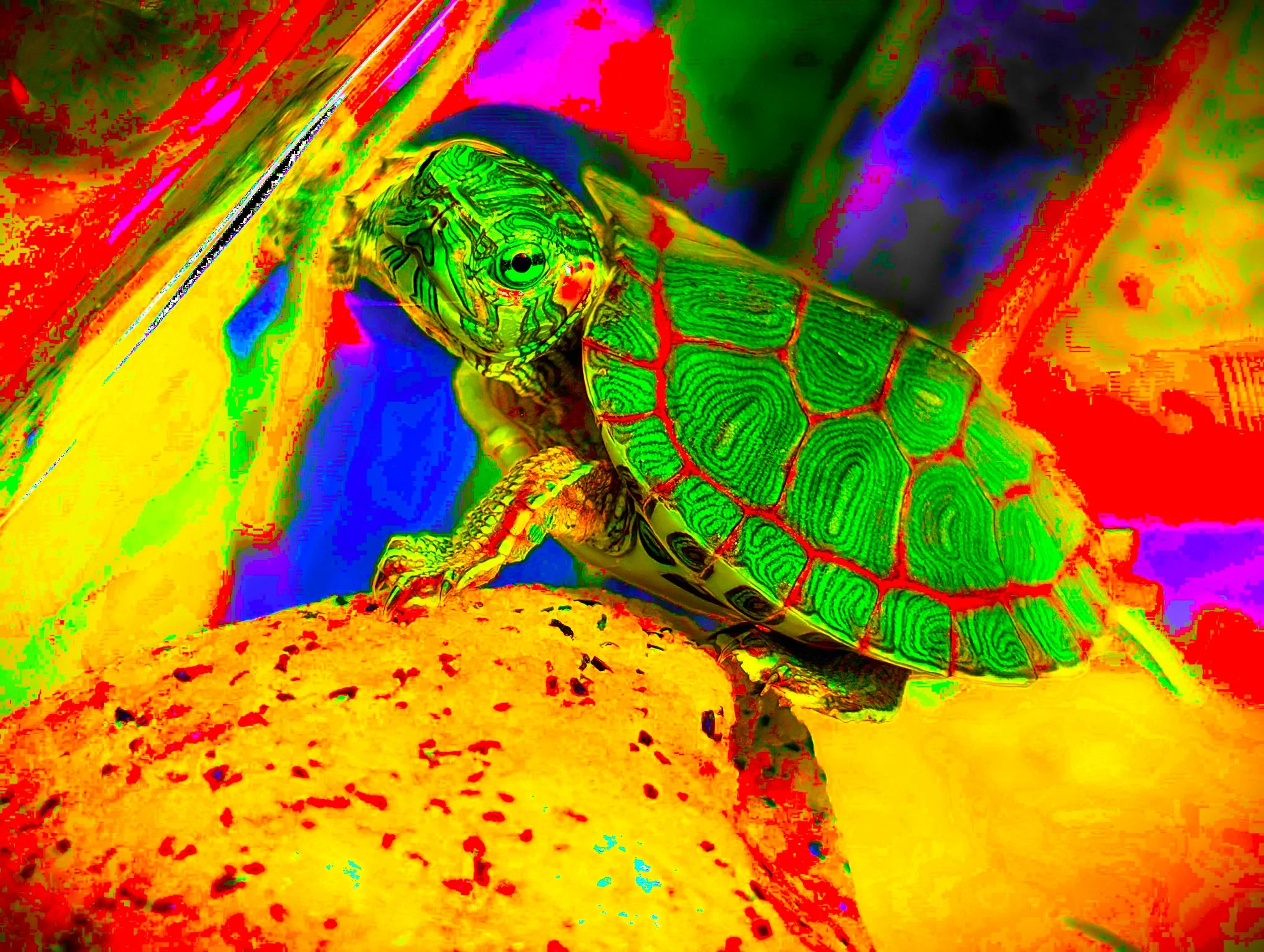 TAKIS SMILE 2 SOLARx2x2x2.jpg