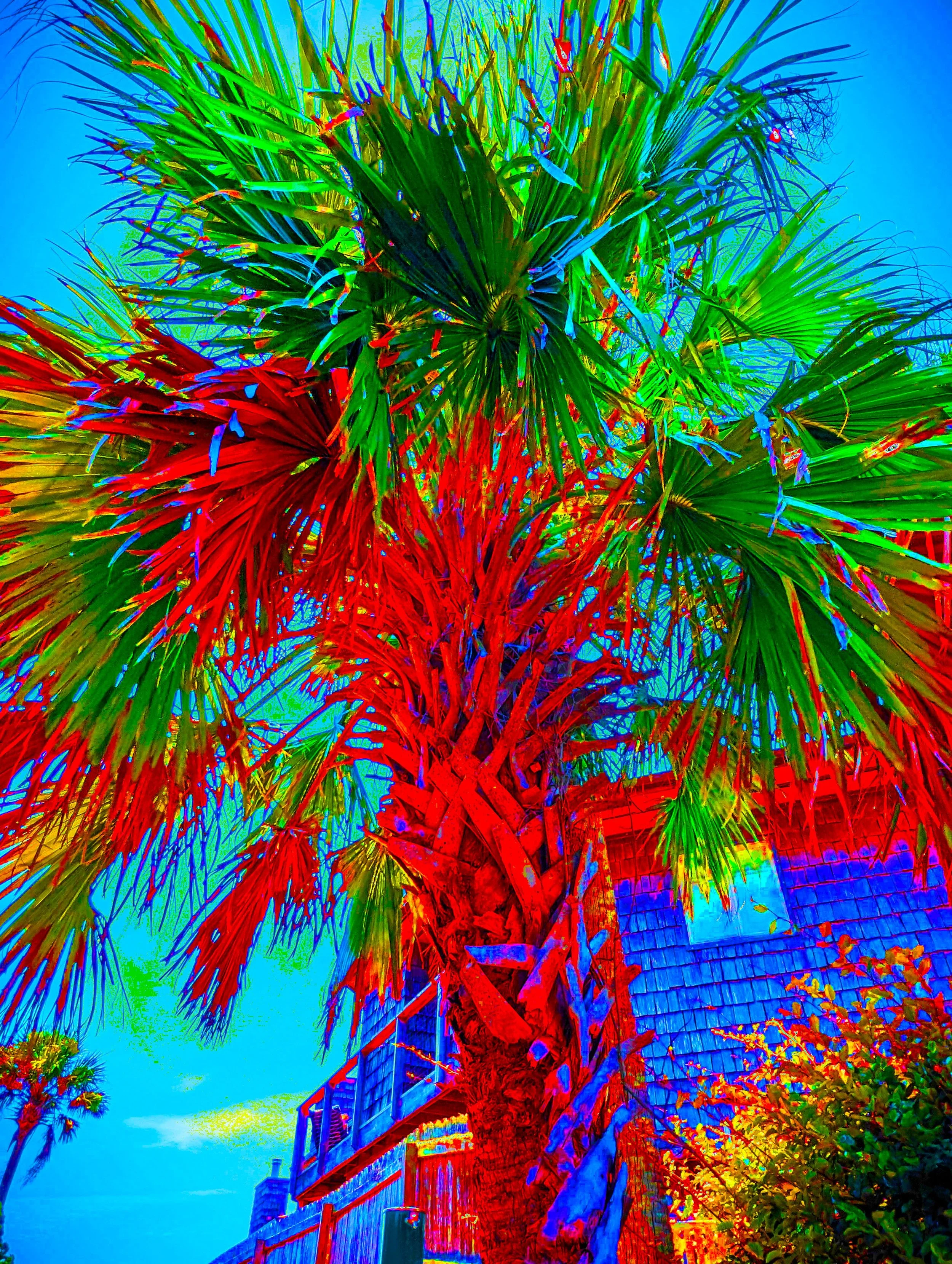 PALMWALK 2 SOLARPOPx2.jpg