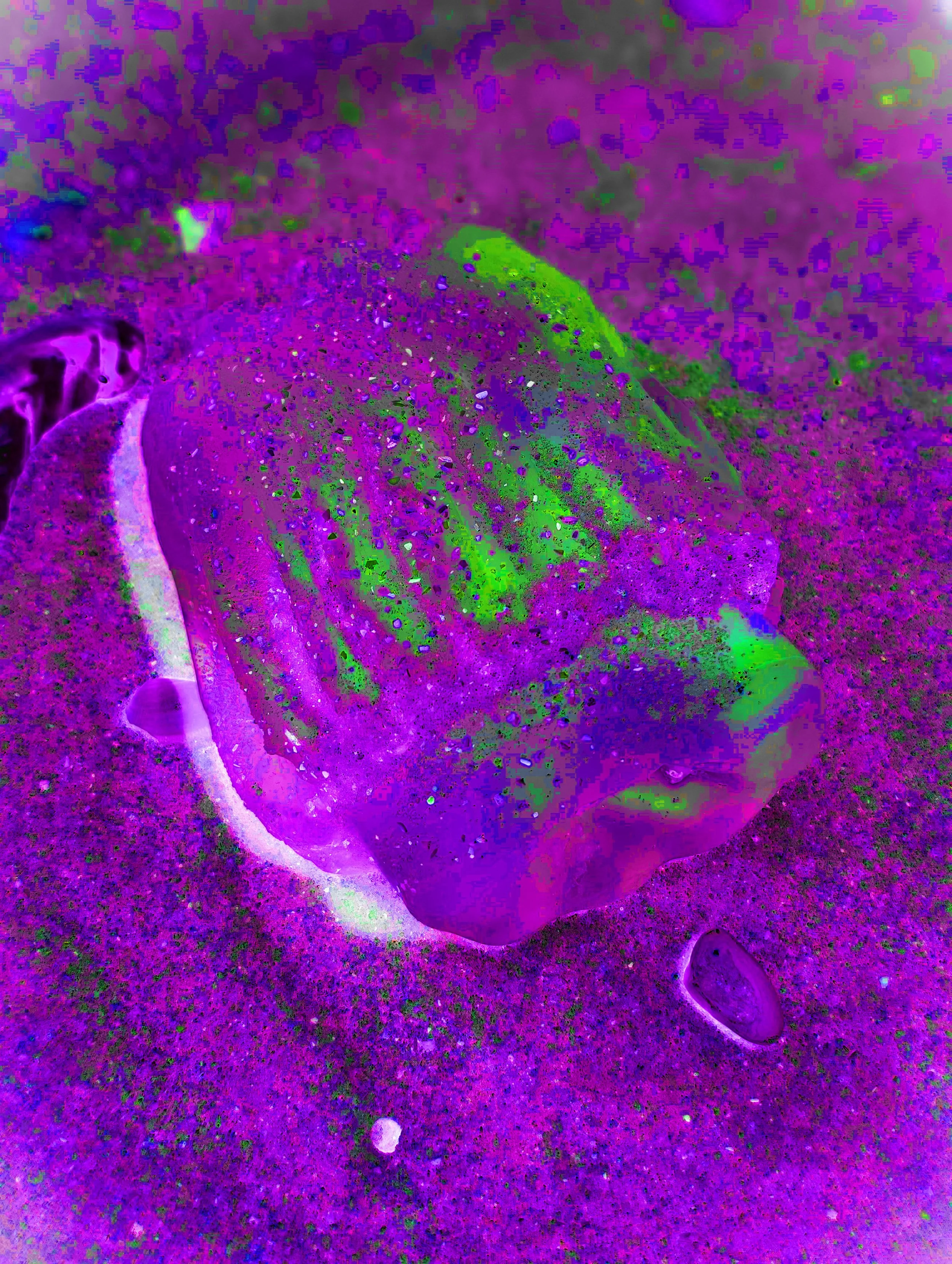 JELLY 2 POPPURPLE.jpg