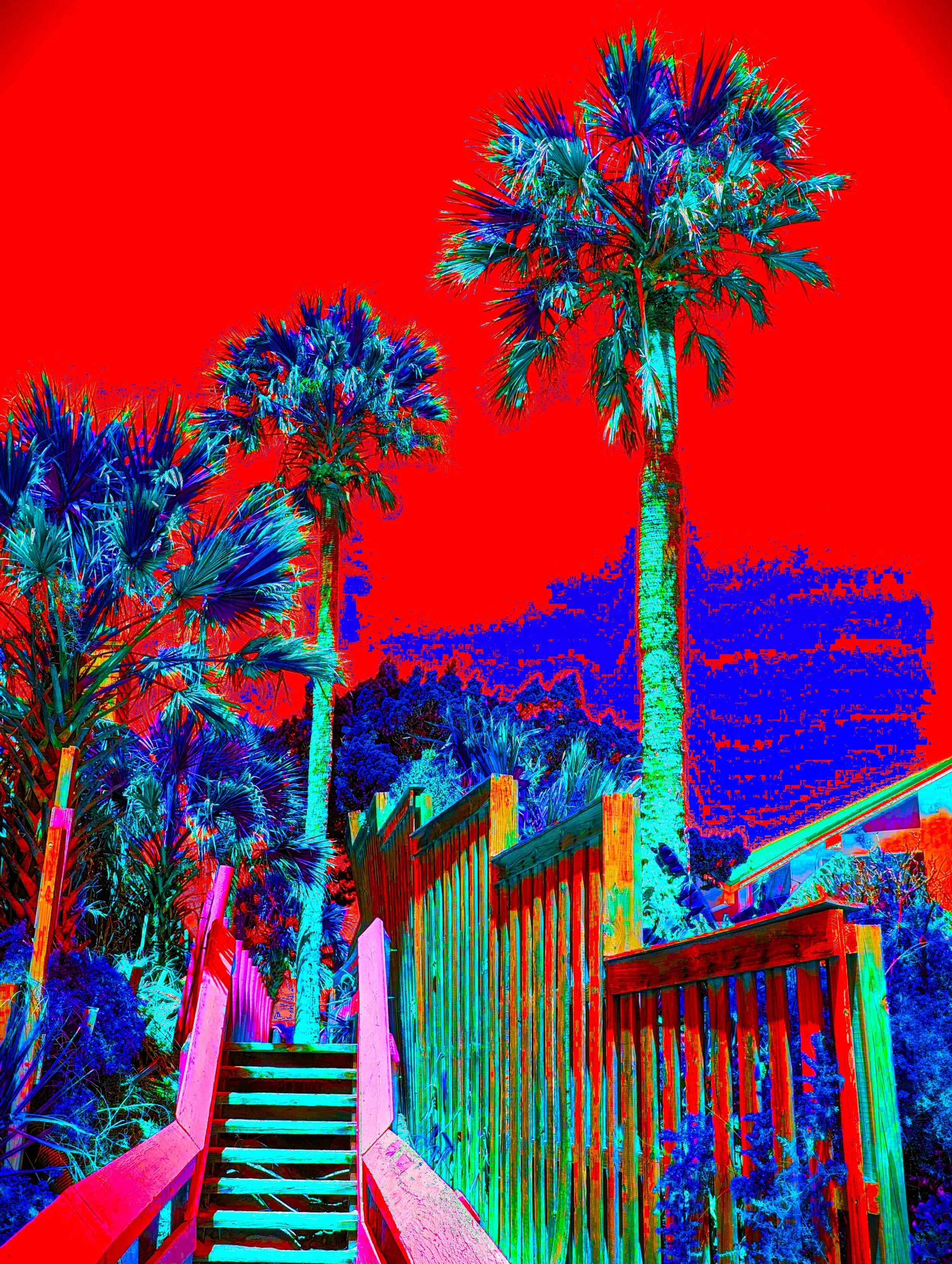 PALMWALK 3 SOLARRx2.jpg