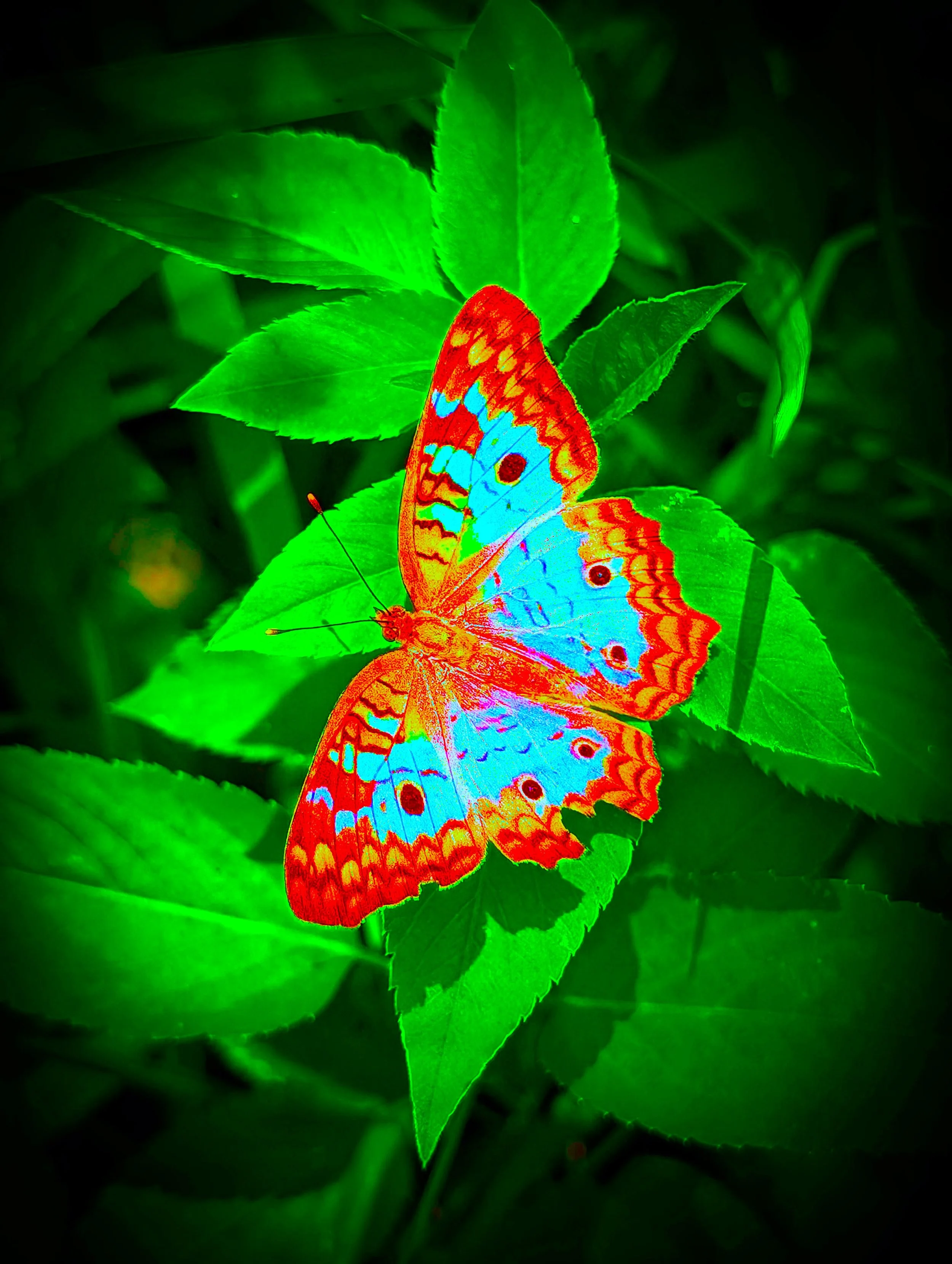 BUTTERFLY POPx3.jpg