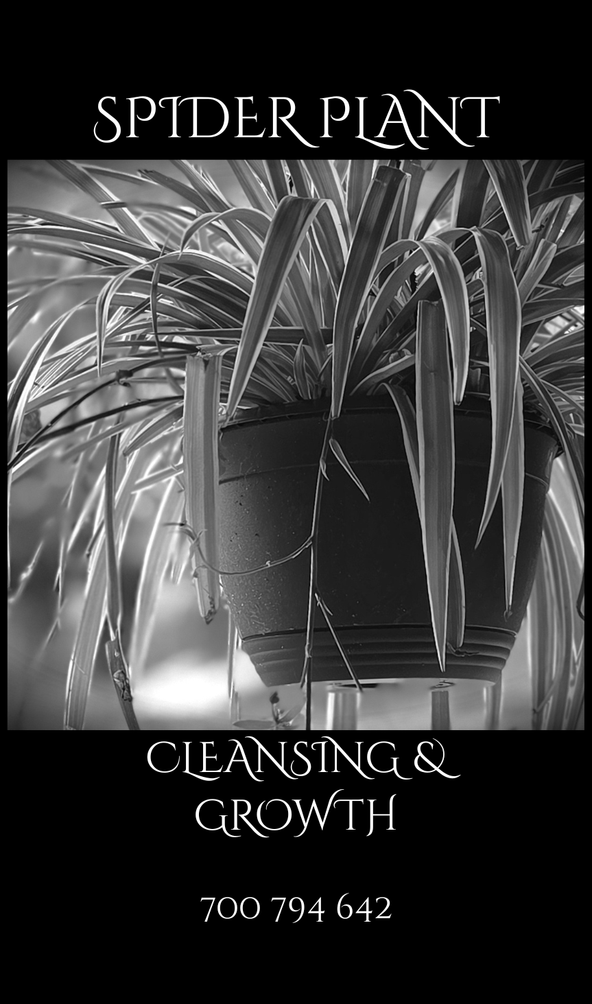 PNG SPIDER PLANT.png