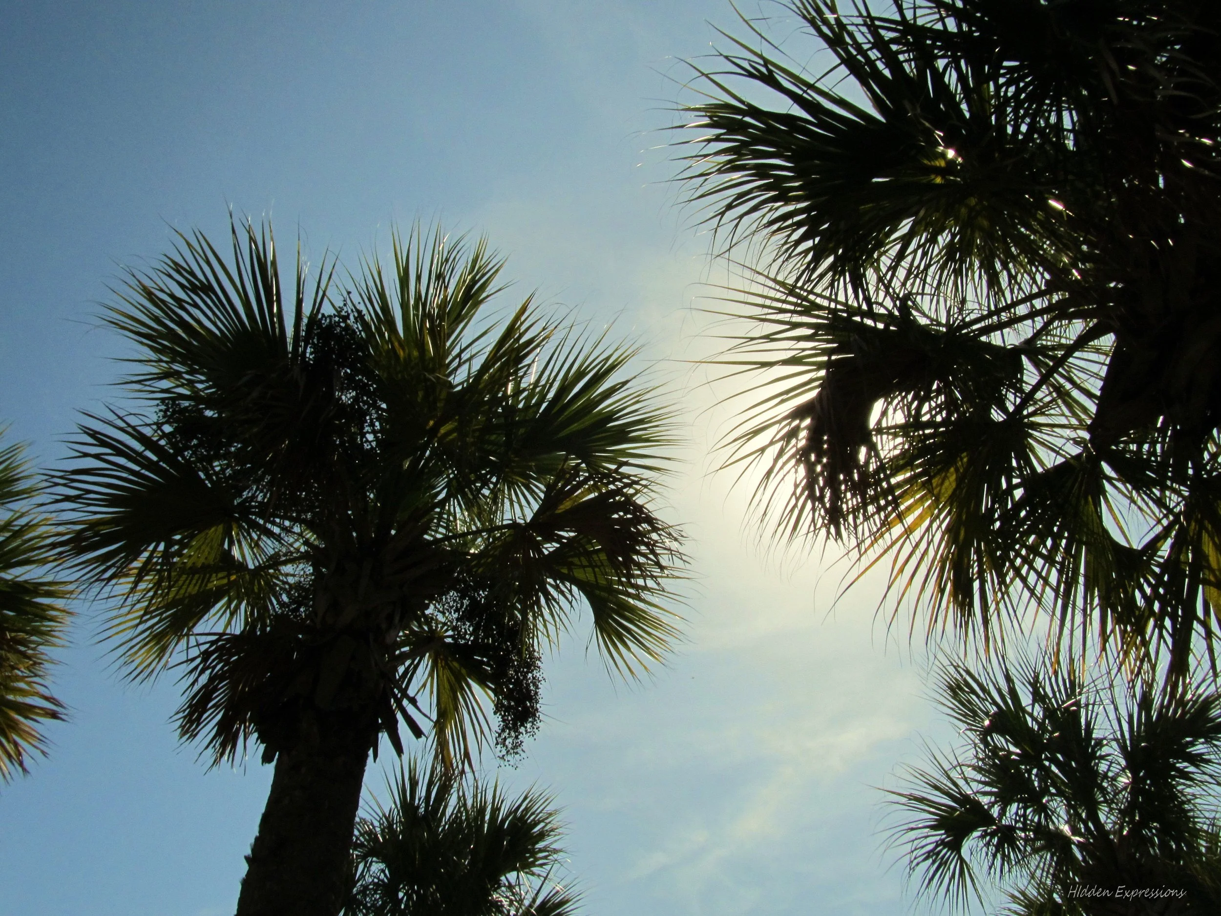 2011  Florida Move & Beach 080t.jpg