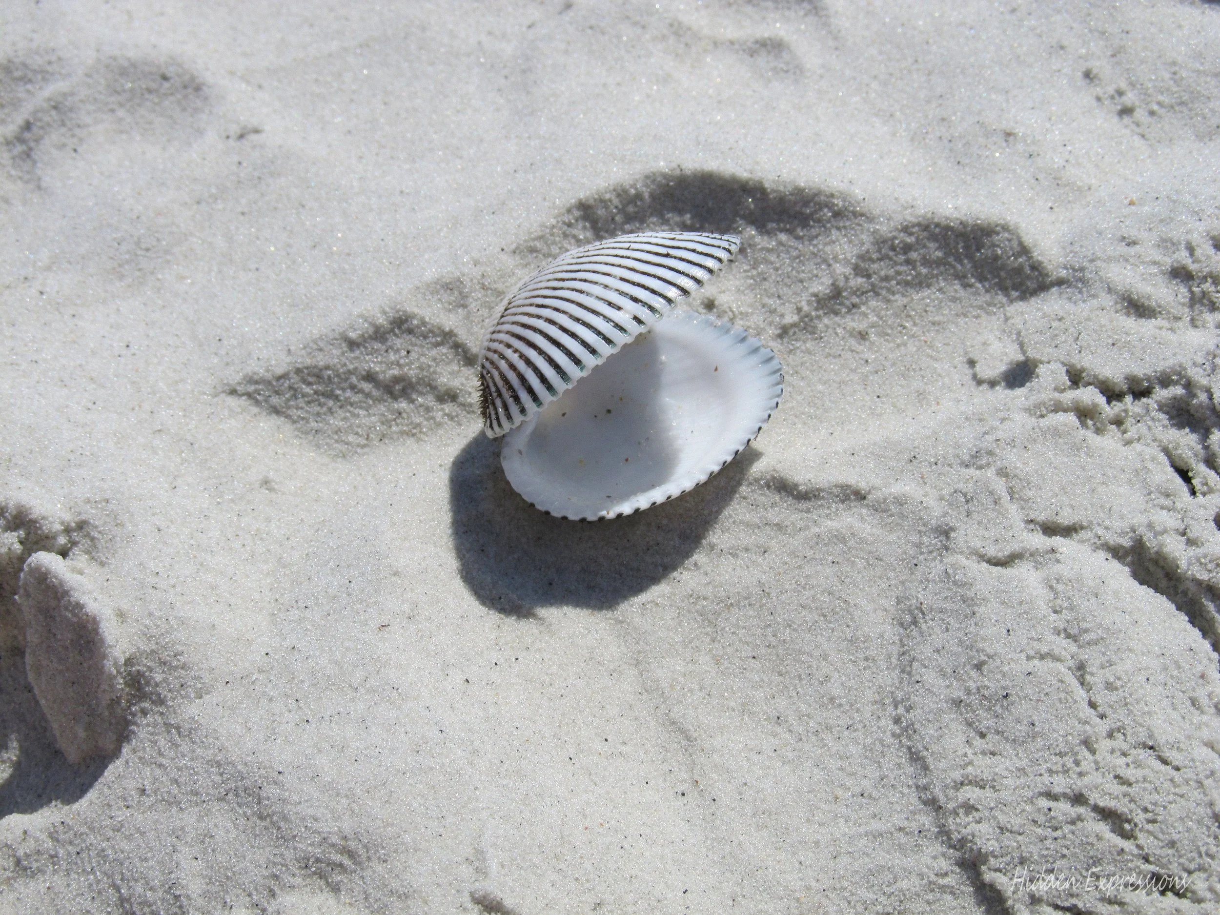 2011  Florida Move & Beach 241t.jpg