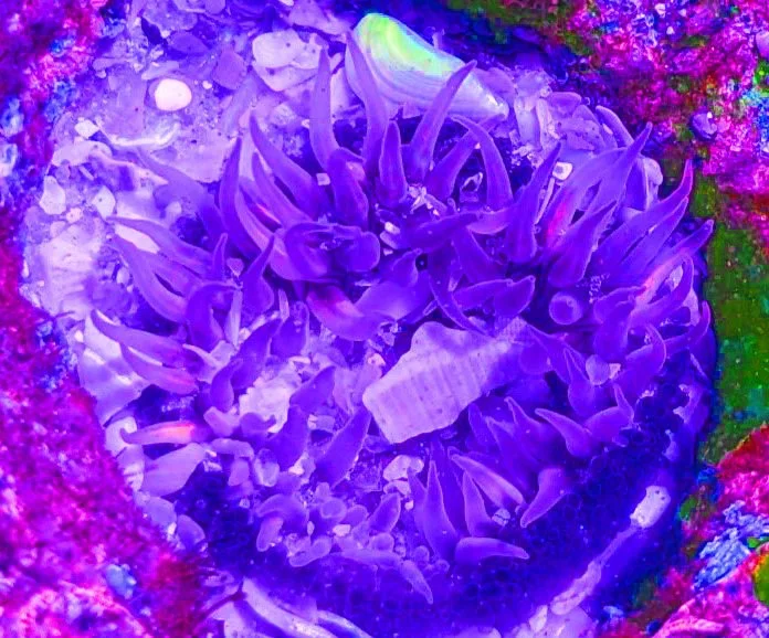 ANENOME POPPU.jpg