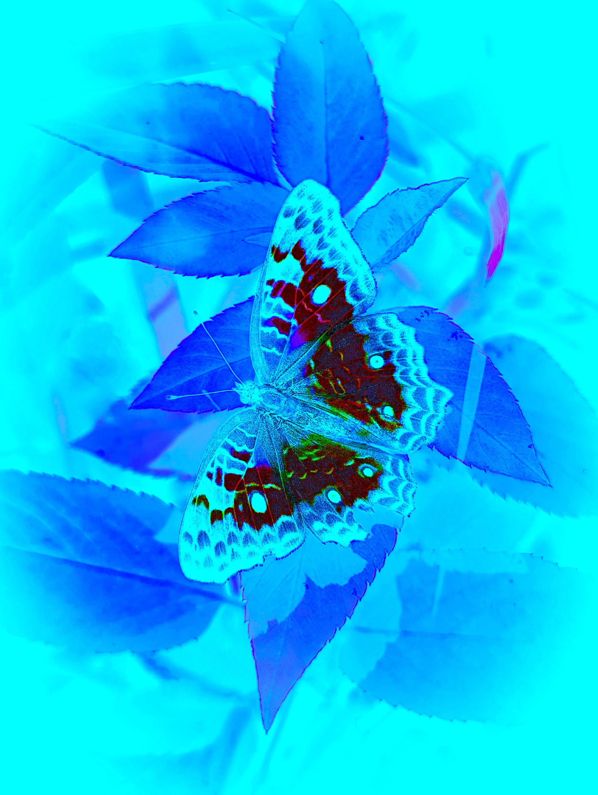 BUTTERFLY POPB FLIP BLU.jpg