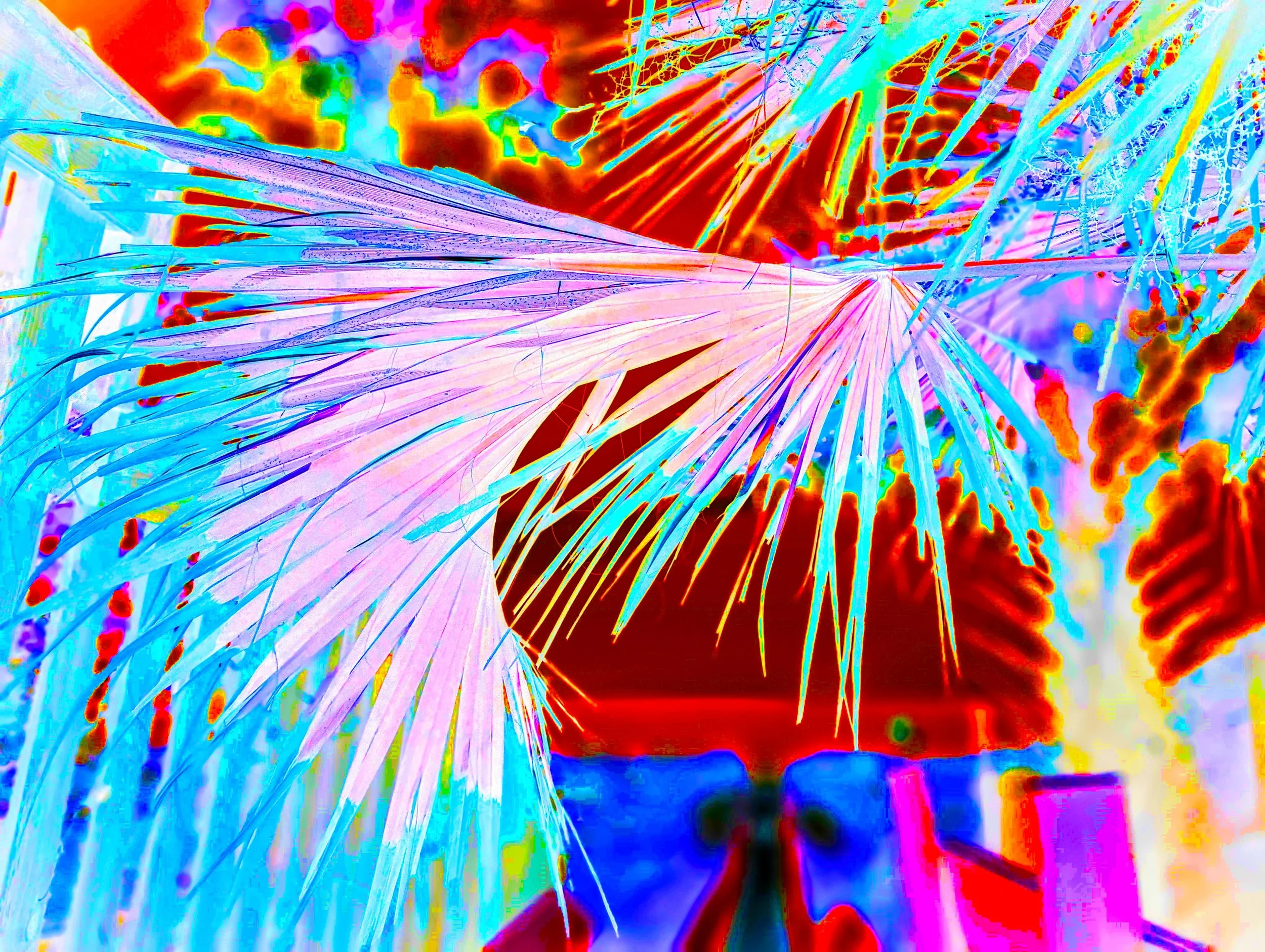 PALMWALK 4 POPx2.jpg