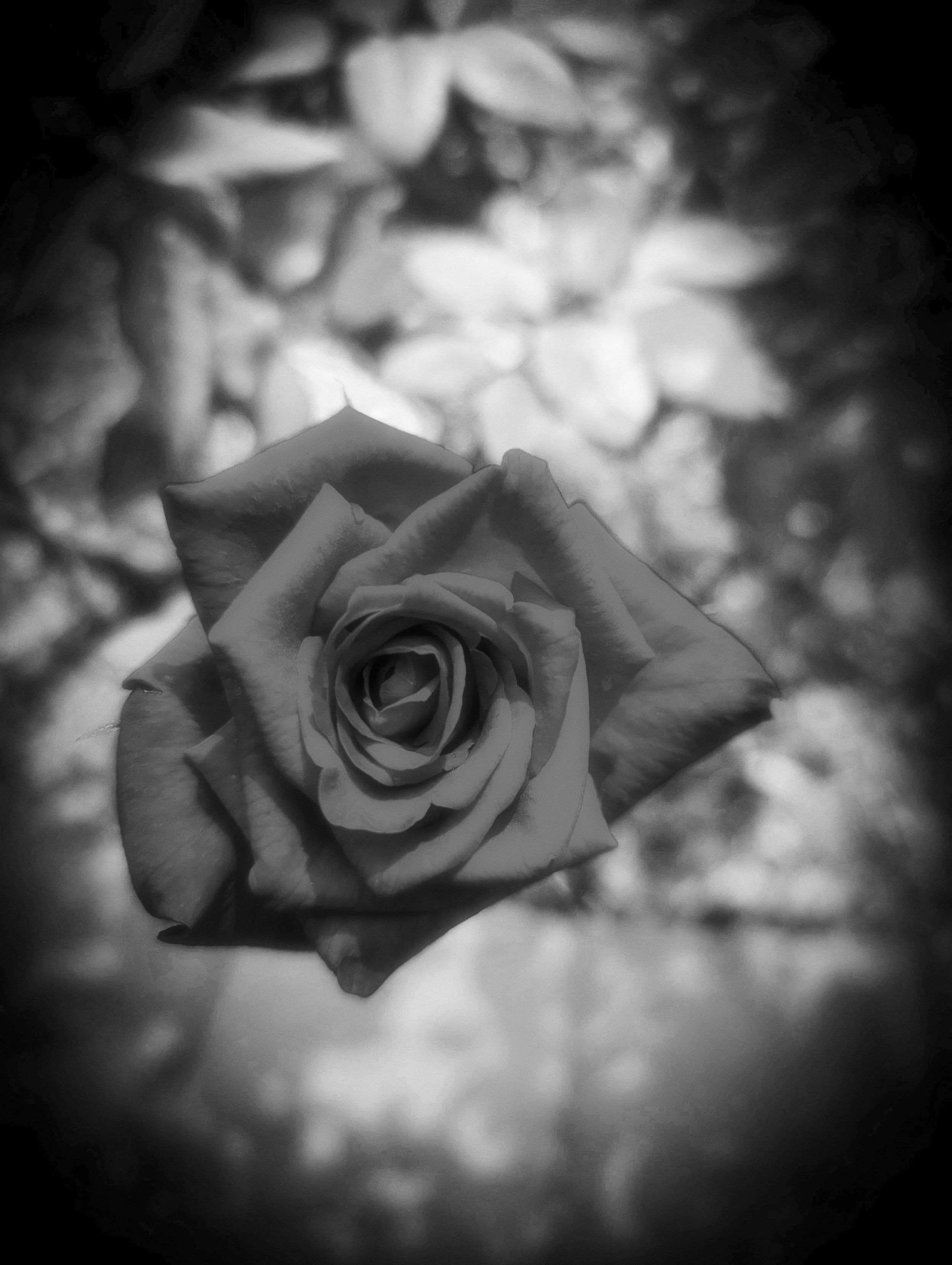 PXL_20230429_154348799 e INF.jpg