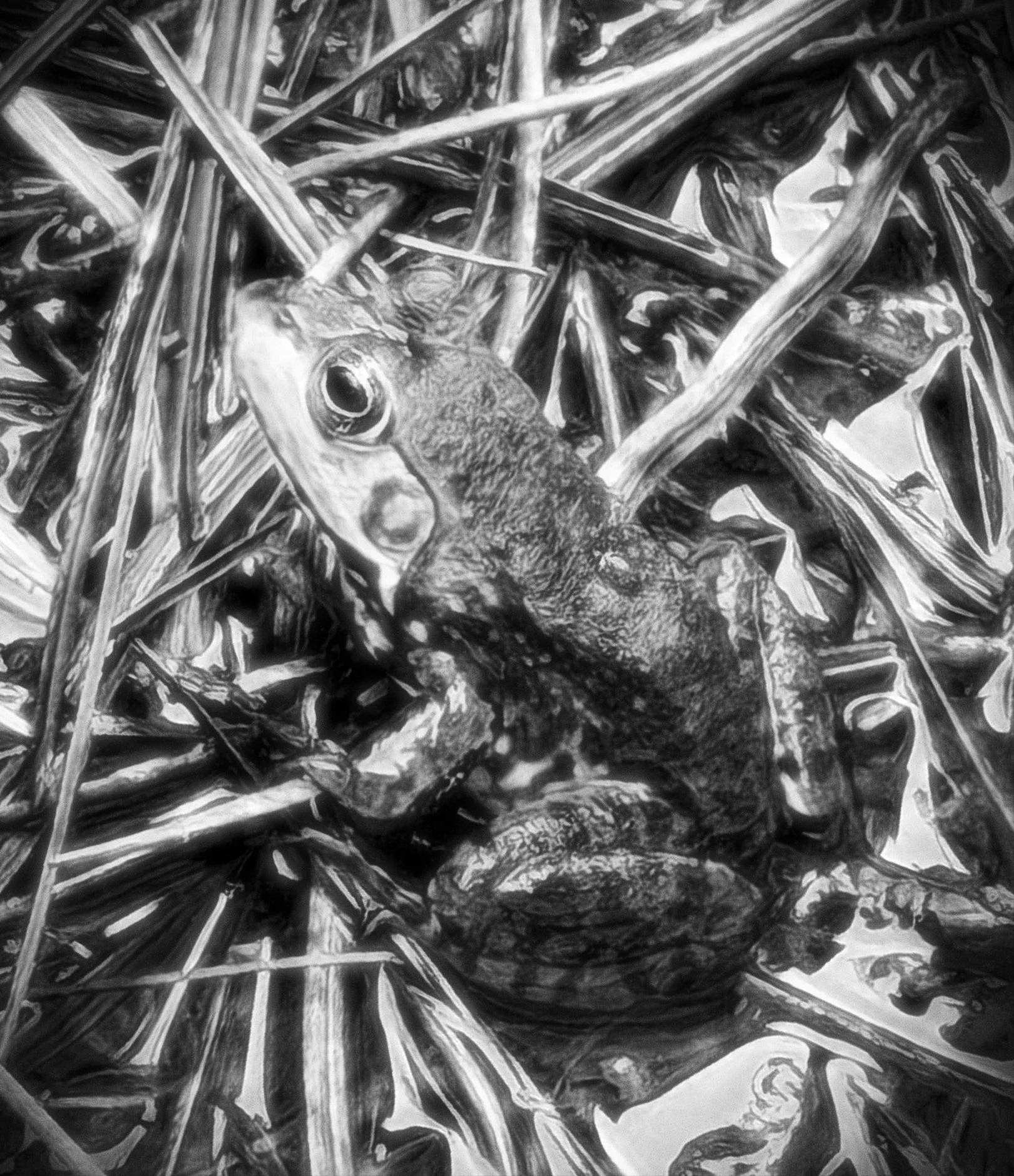 FROG M SAT INF.jpg