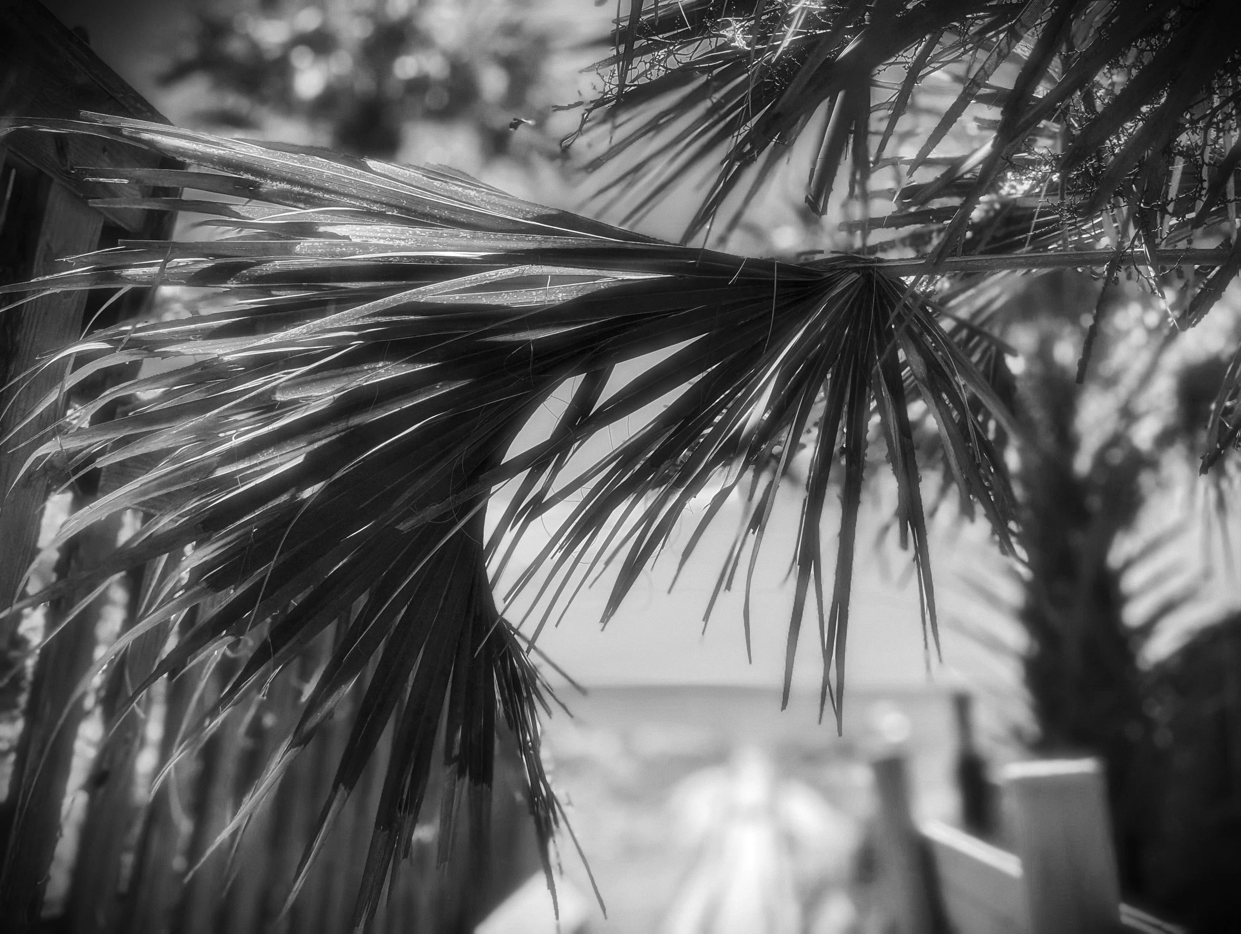 PALMWALK 4 BW.jpg