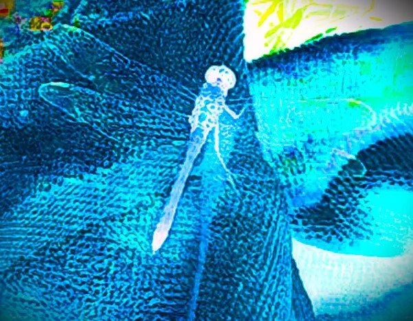 DRAGONFLYBLUE POP.jpg