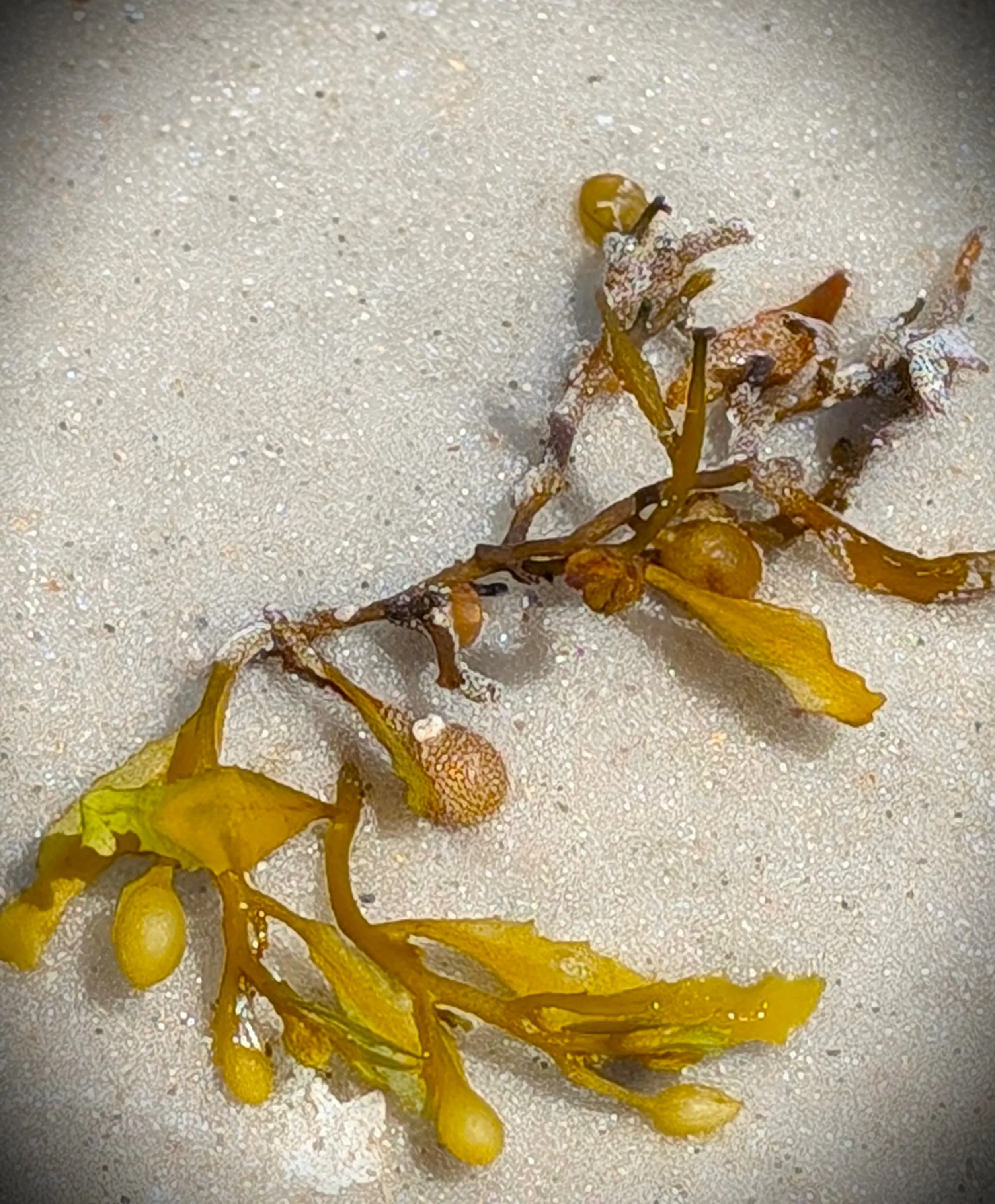 SEAWEED SAT.jpg