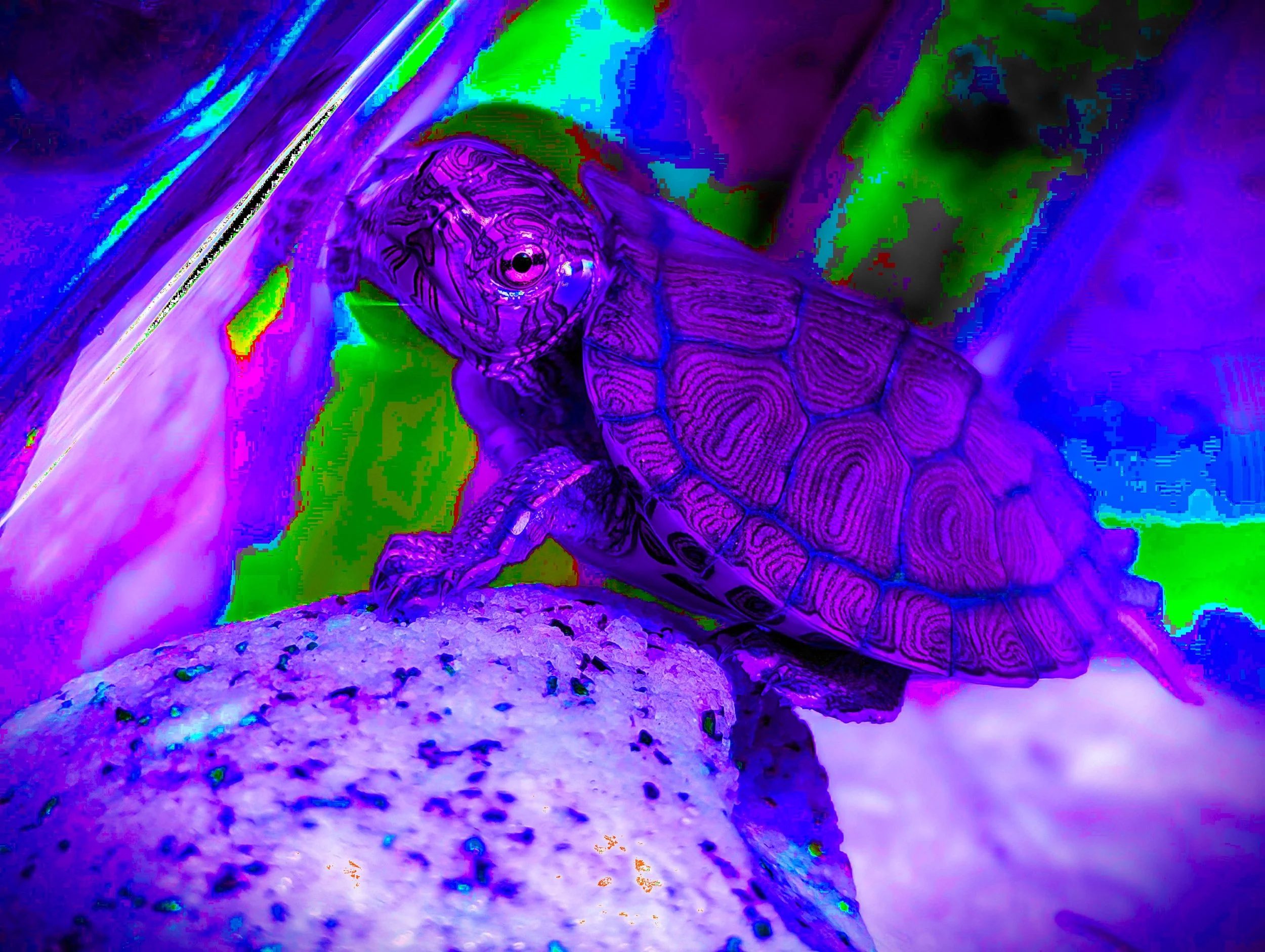 TAKIS SMILE 2 SOLARBx2.jpg