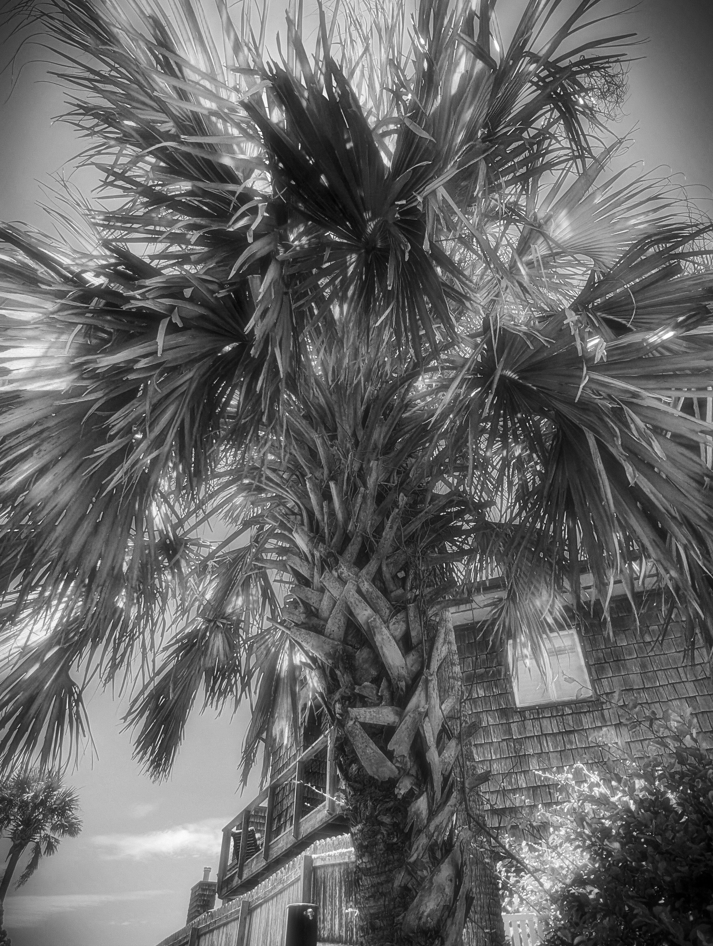 PALMWALK 2 BW.jpg
