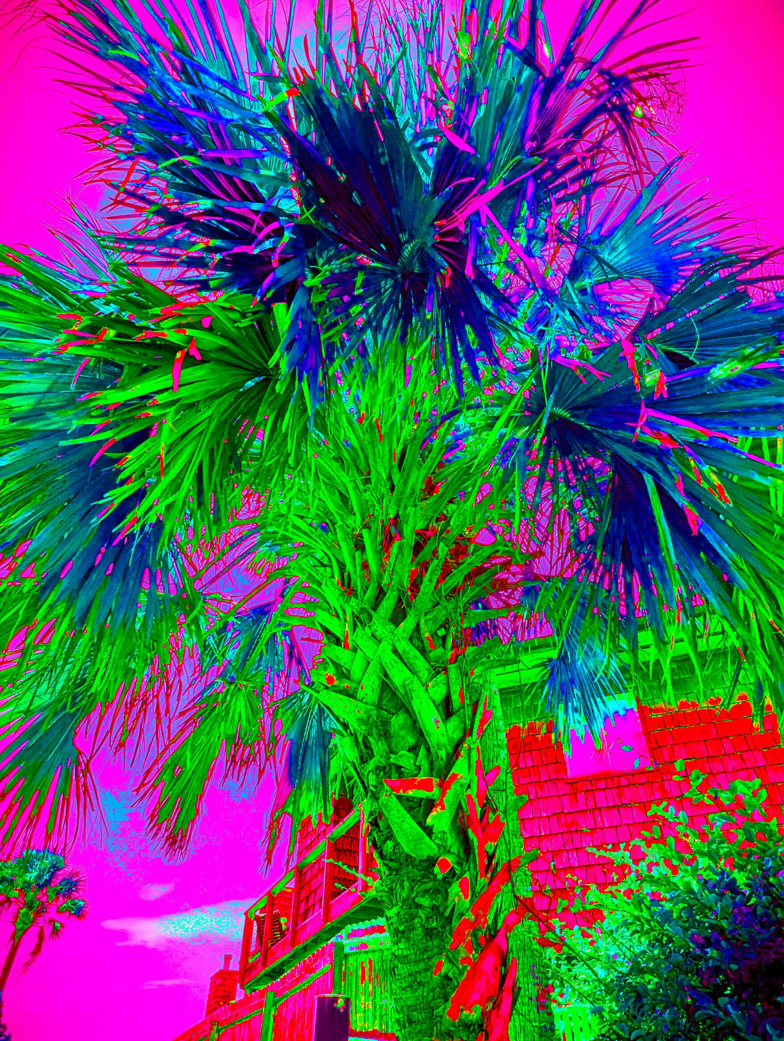 PALMWALK 2 SOLARPOPPIx2.jpg