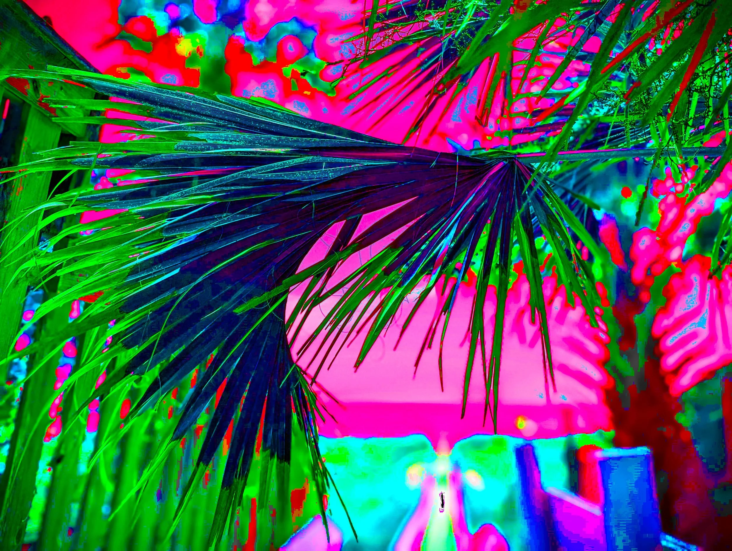 PALMWALK 4 SOLARPIx2.jpg