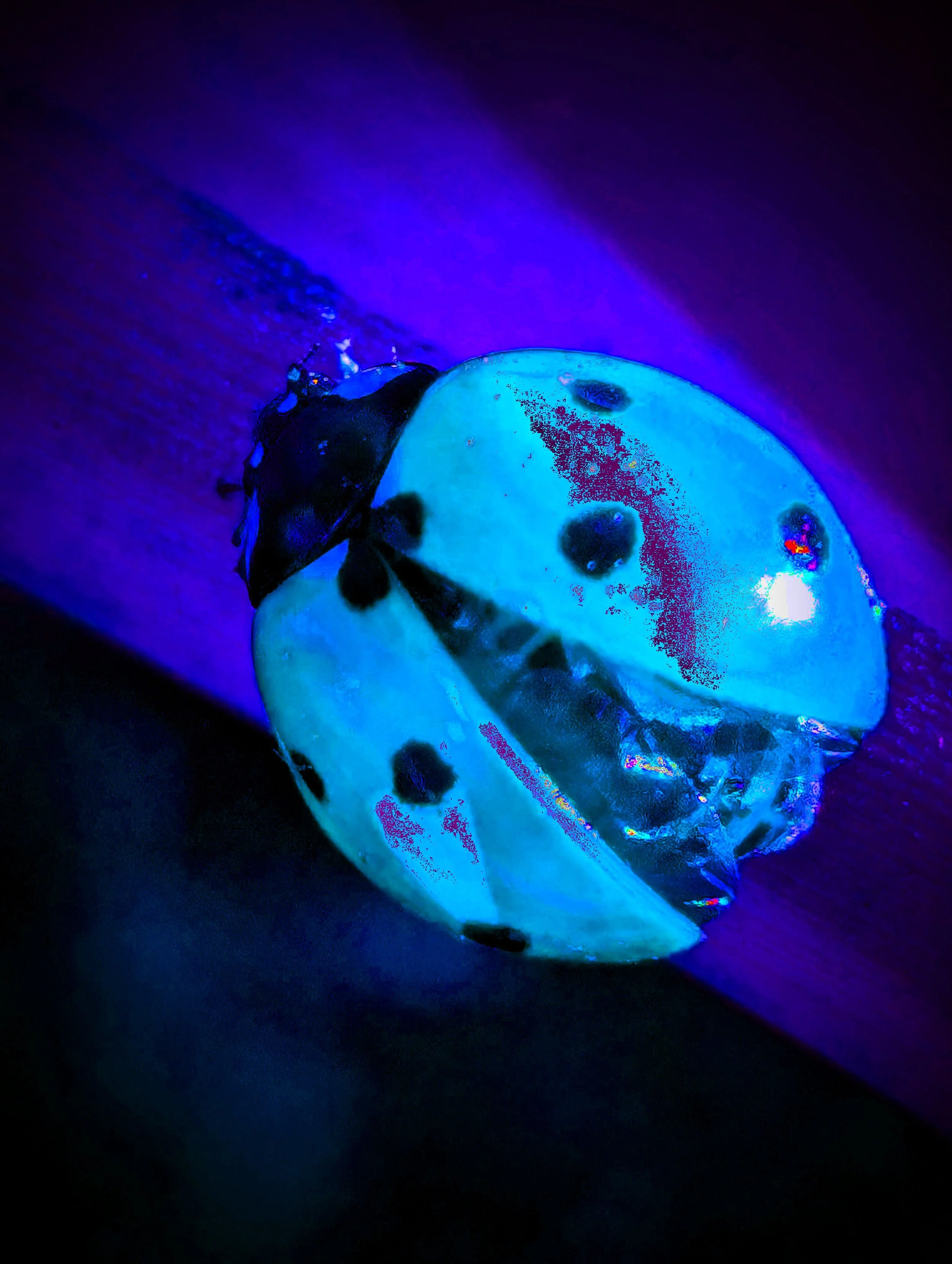 LADYBUG POPB.jpg