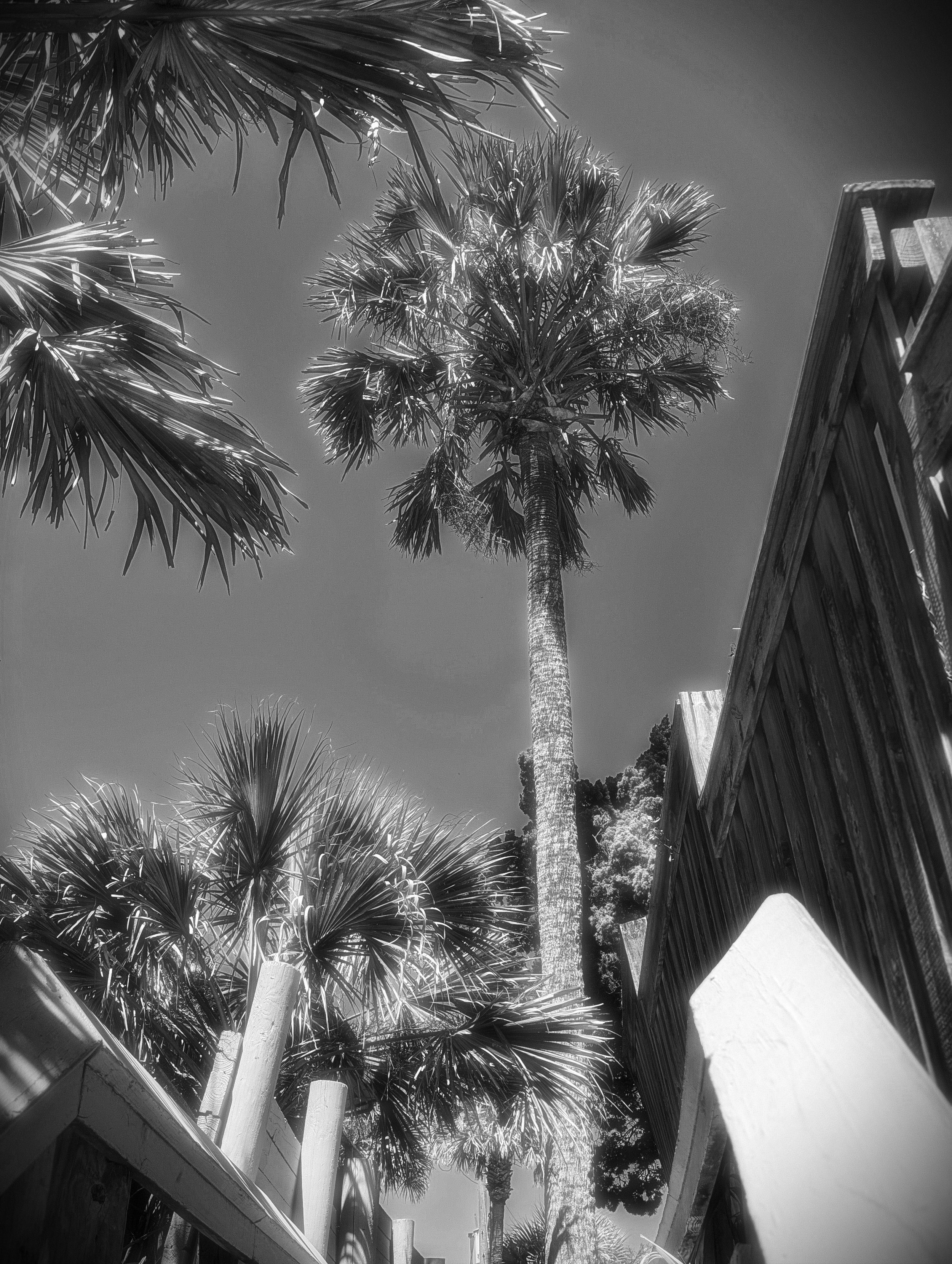 PALMWALK 1 BW.jpg