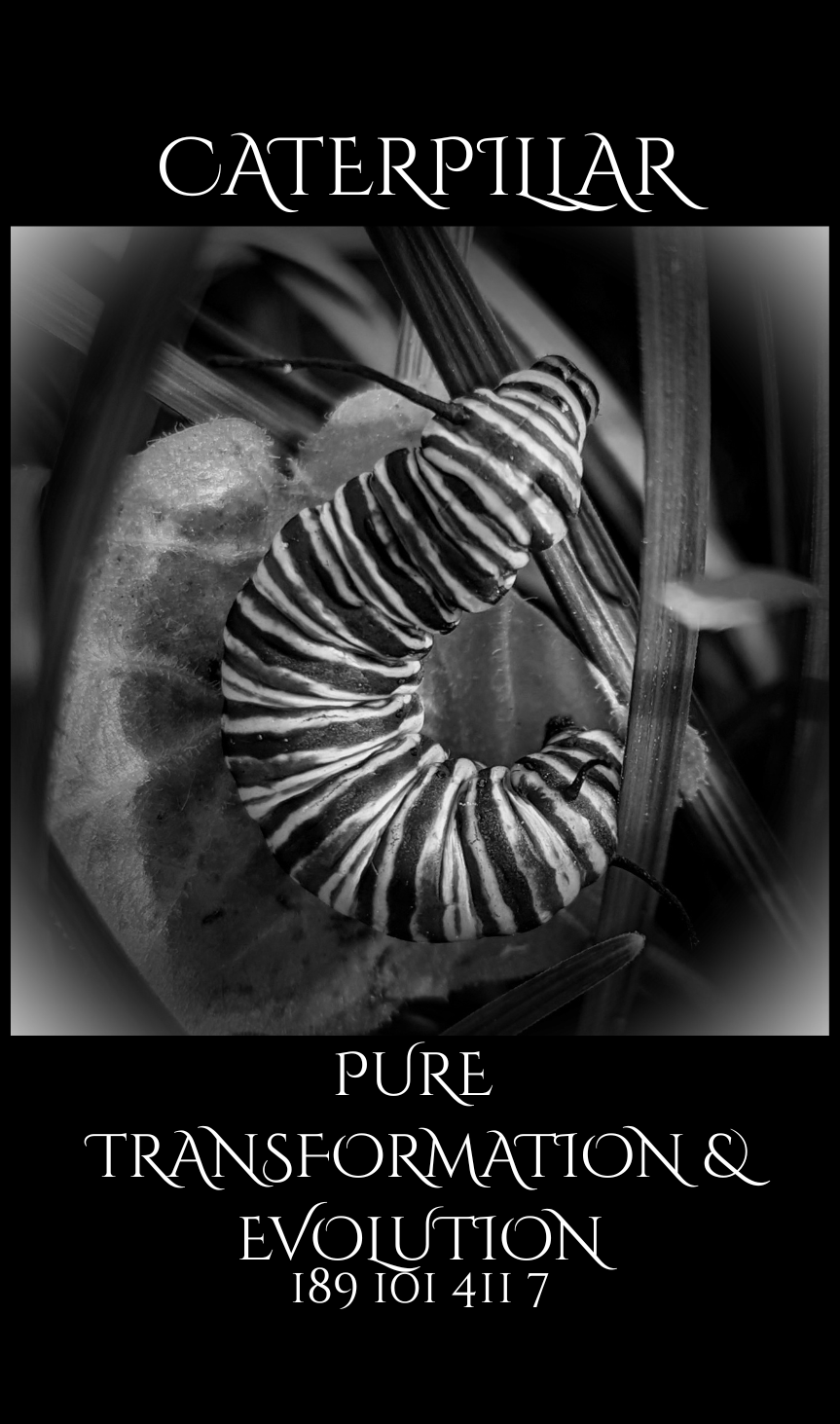 PNG CATERPILLAR.png