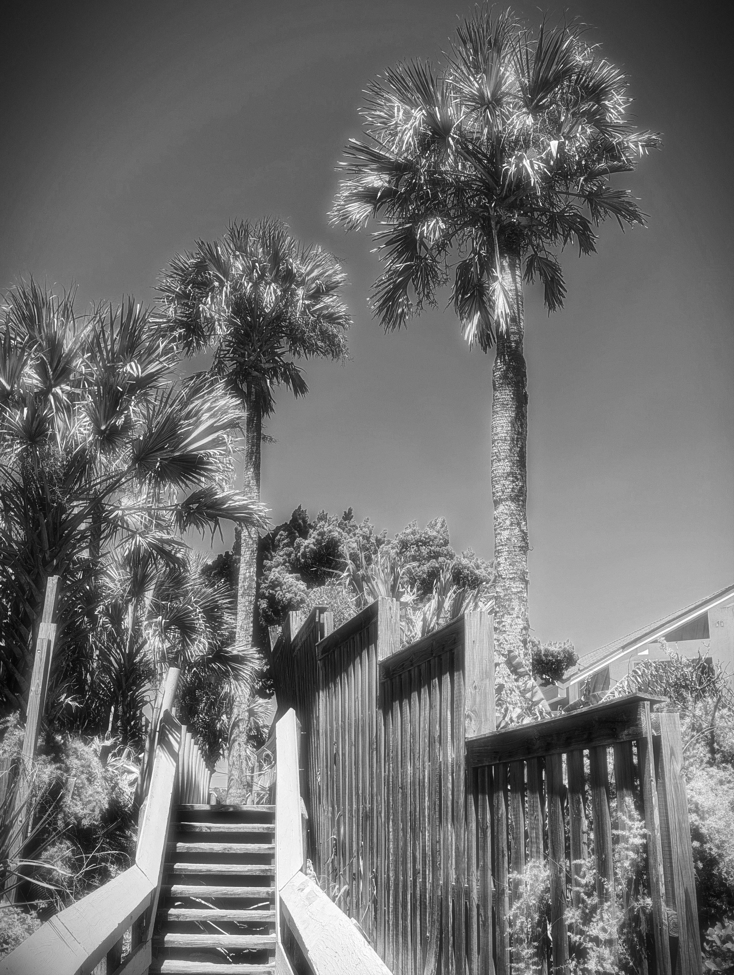 PALMWALK 3 BW.jpg