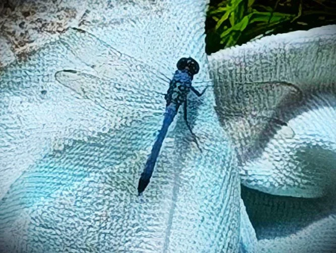 DRAGONFLYBLUE.jpg