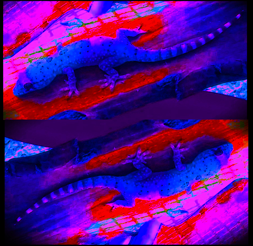 PNG GECKO croppopbluepink.png