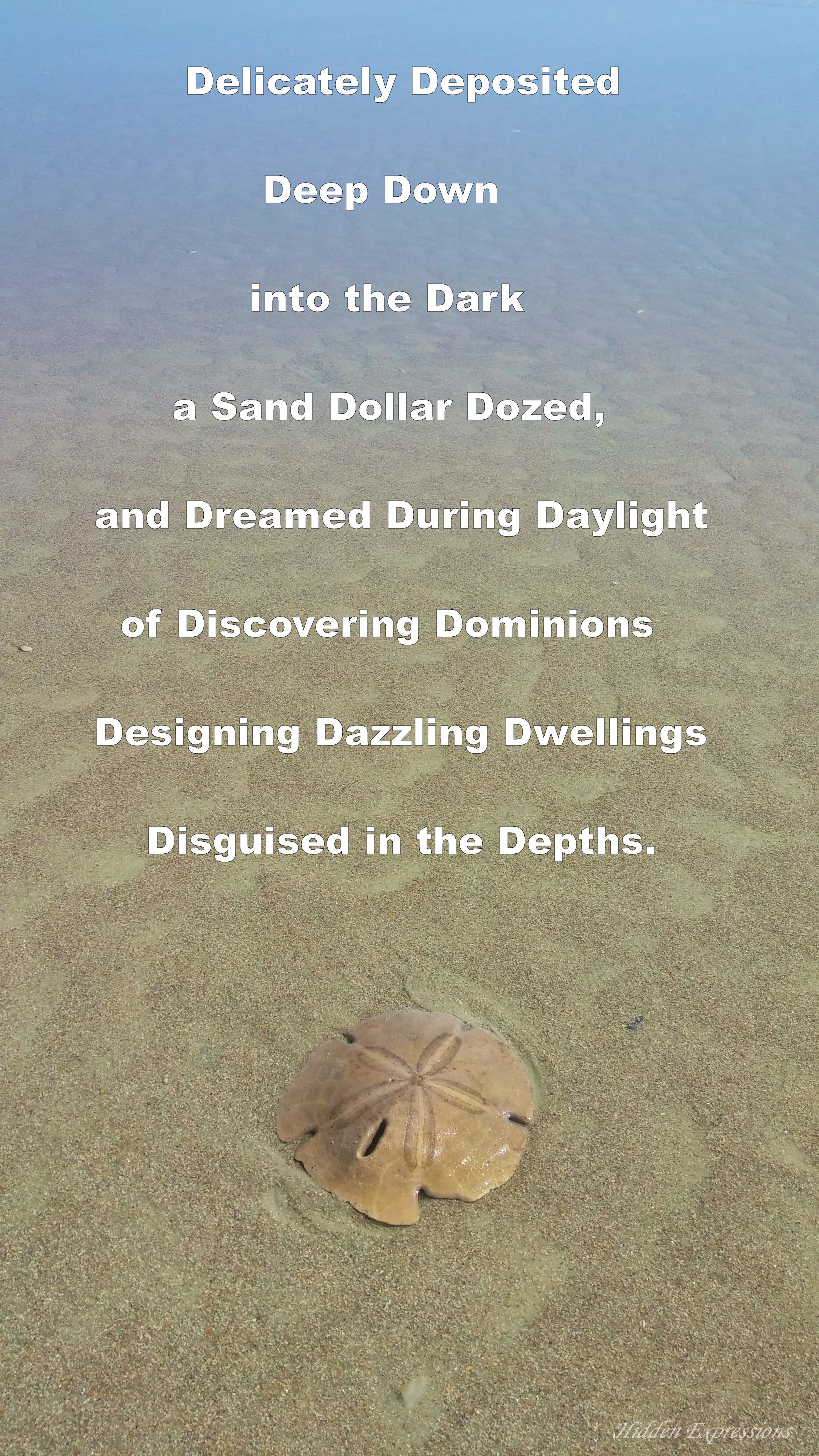 SANDDOLLAR EXTRA.jpg