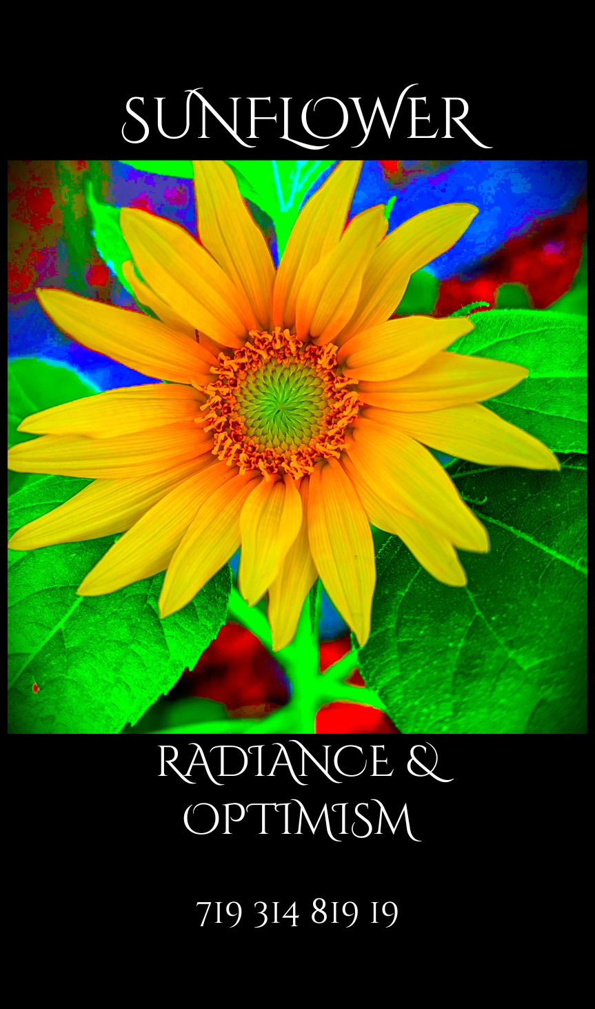 PNG SUNFLOWER.png
