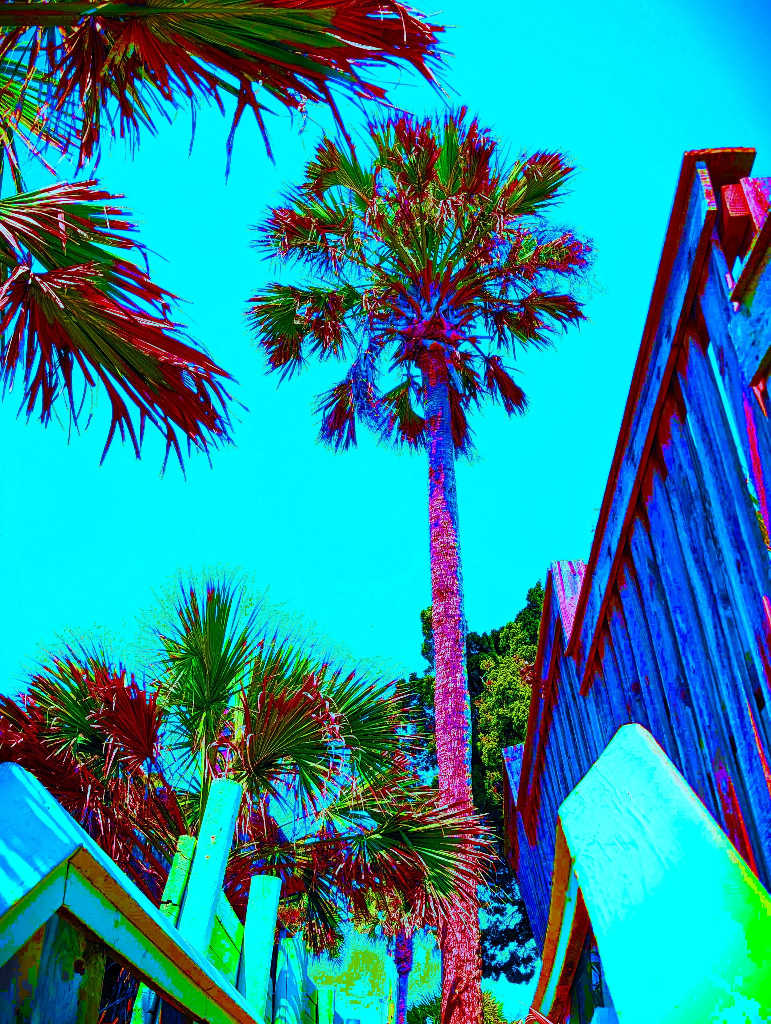 PALMWALK 1 SOLARTEALx2.jpg