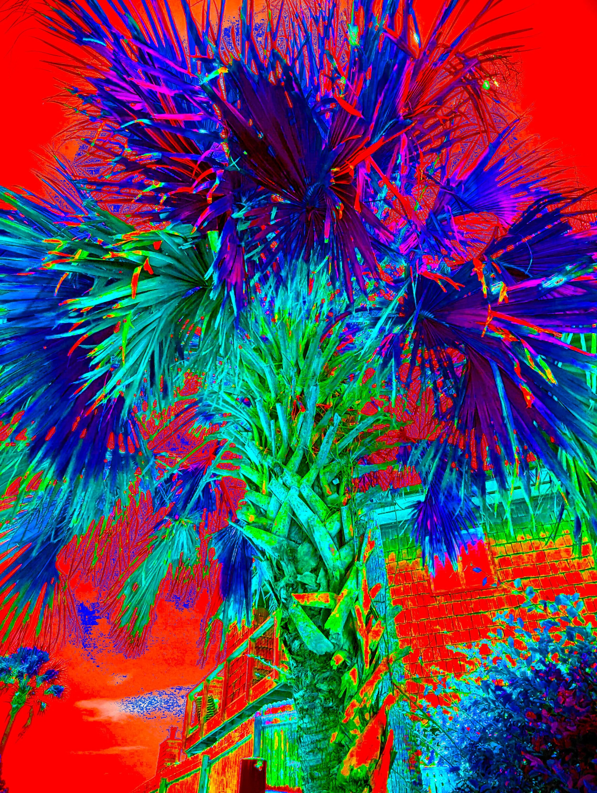 PALMWALK 2 SOLARPOPOx2.jpg