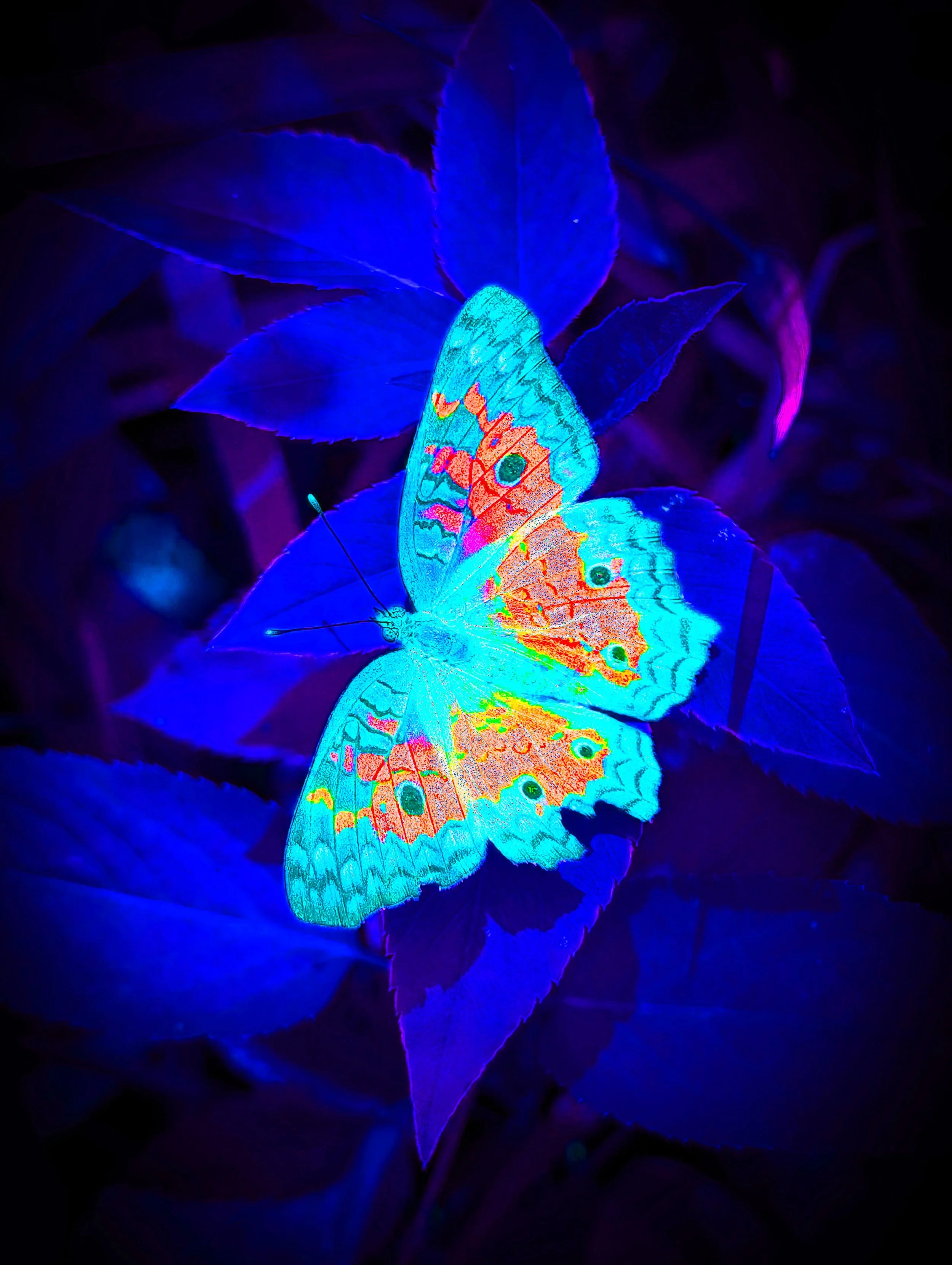 BUTTERFLY POPBX2.jpg