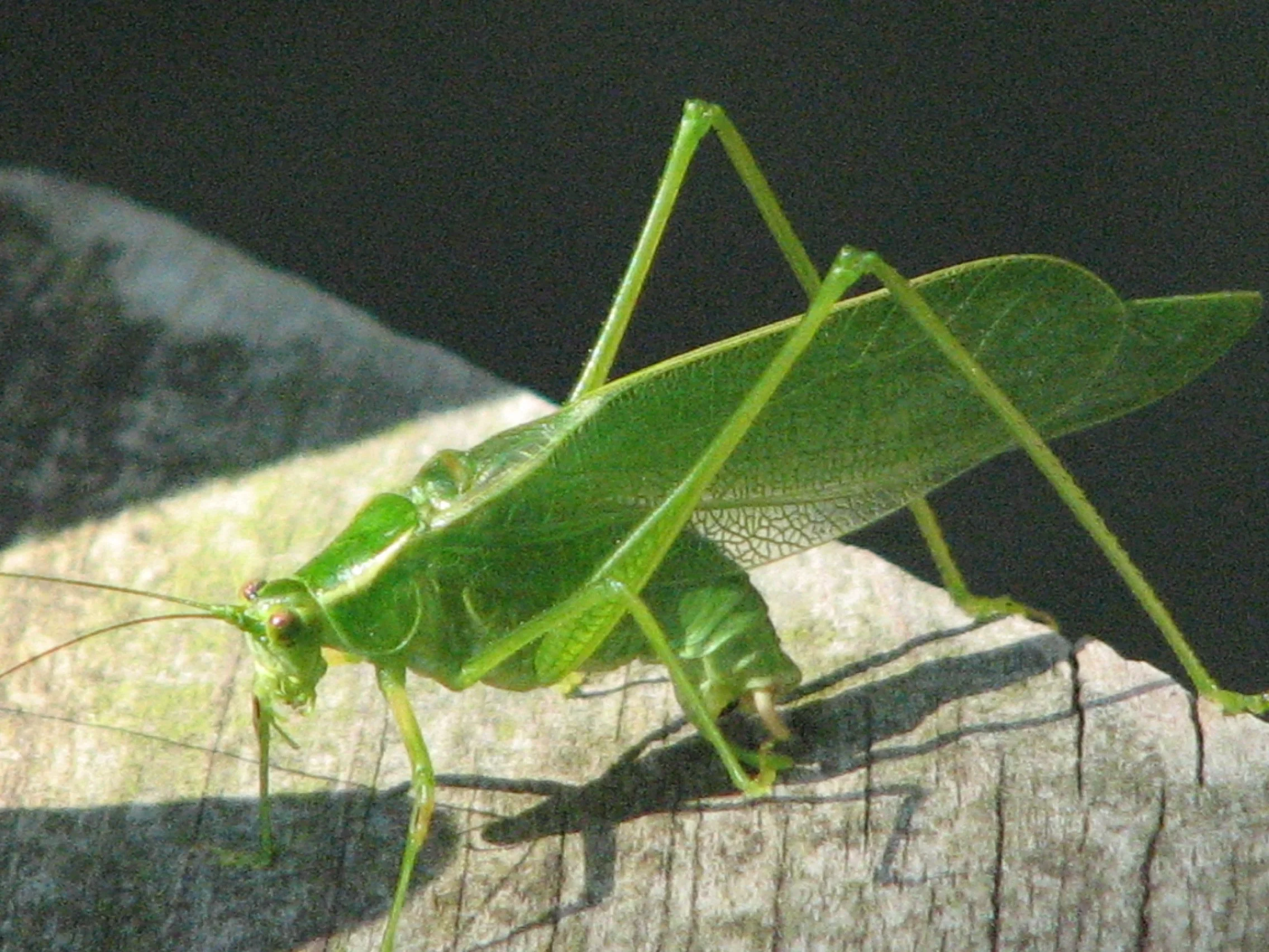 5 Summer 07 002 book.jpg