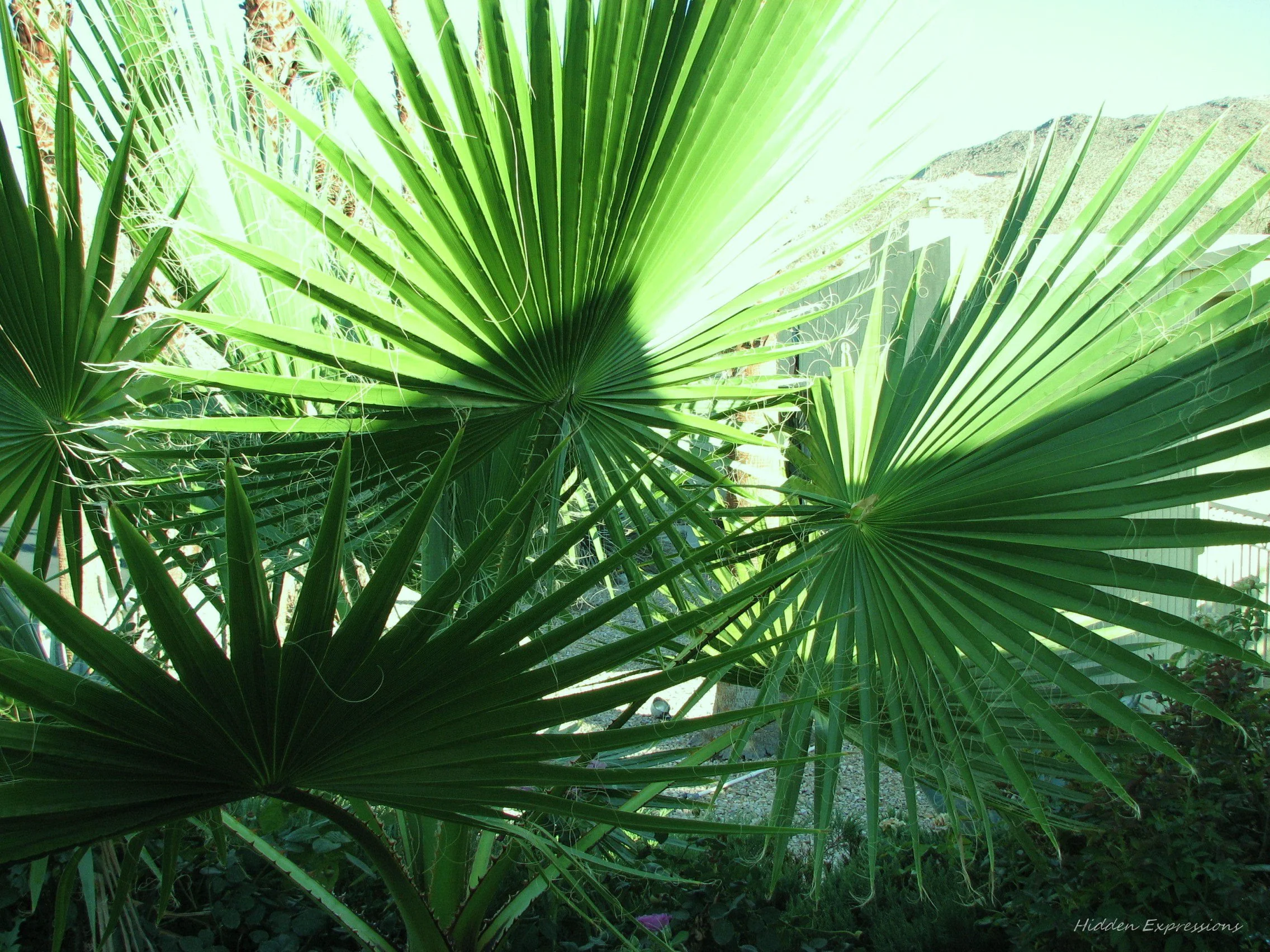 Cali vacation 07 120tintt.jpg