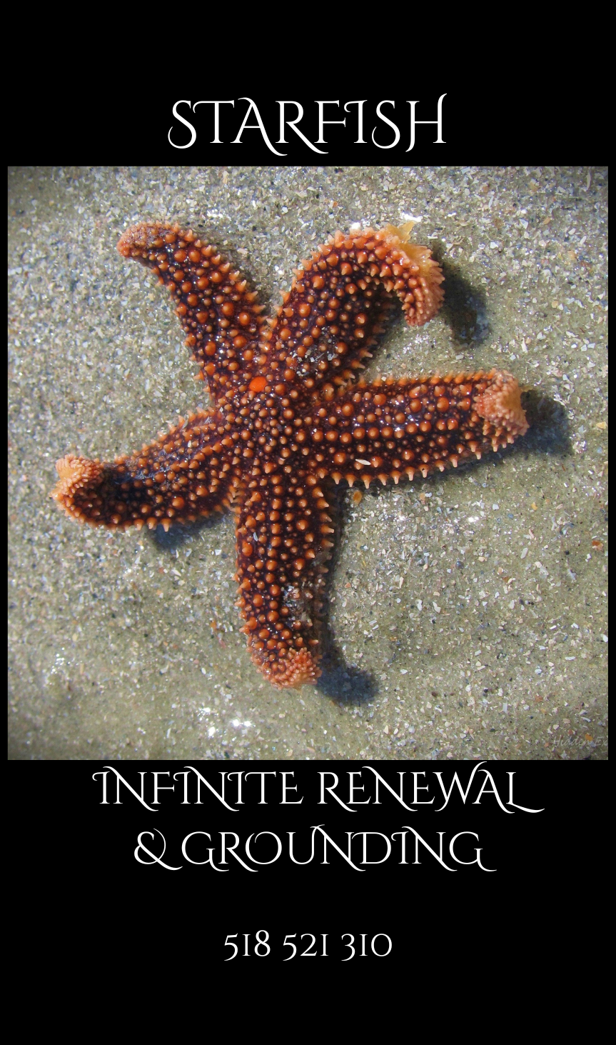 PNG STARFISH.png