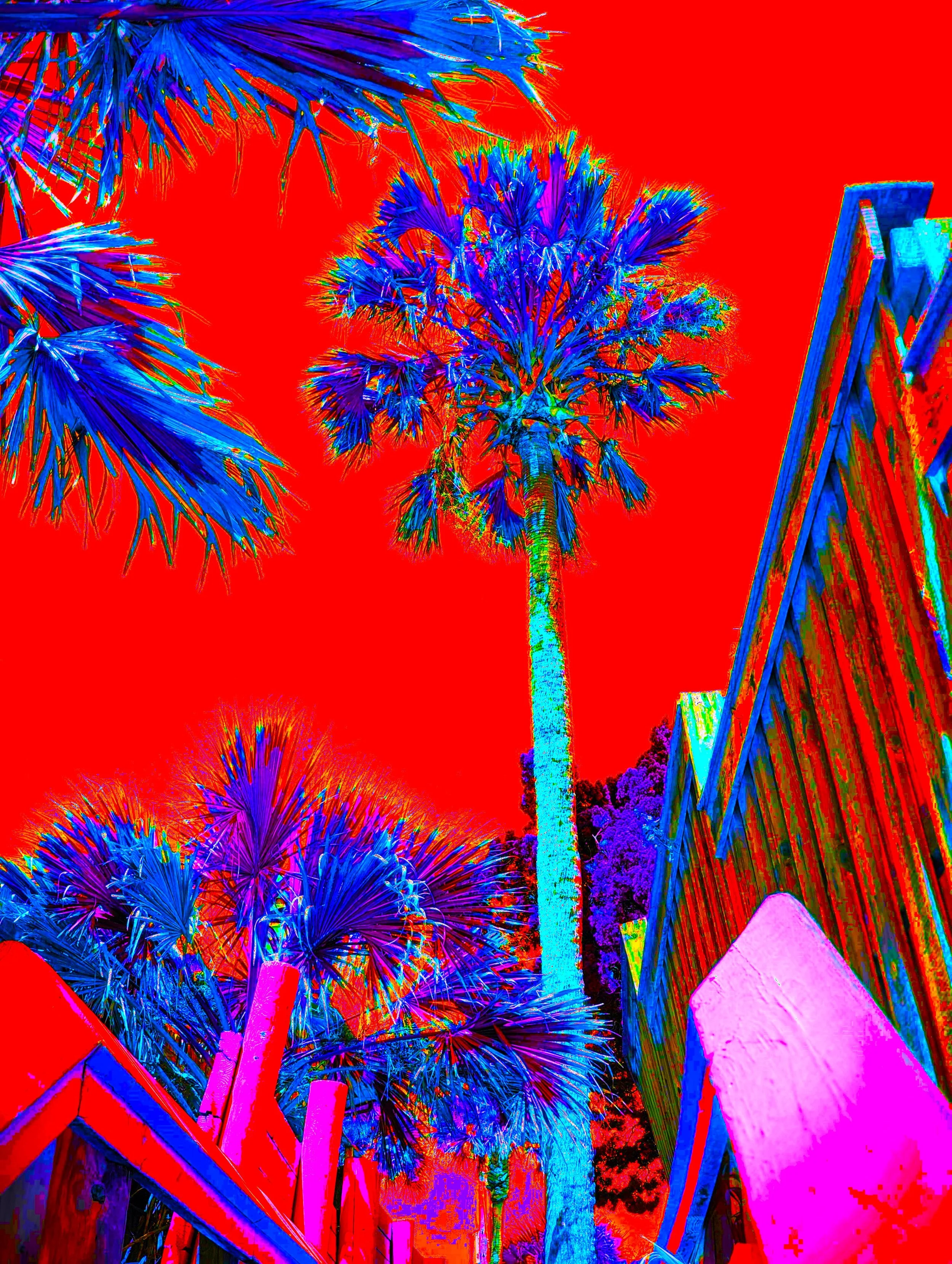PALMWALK 1 SOLARx2tint.jpg