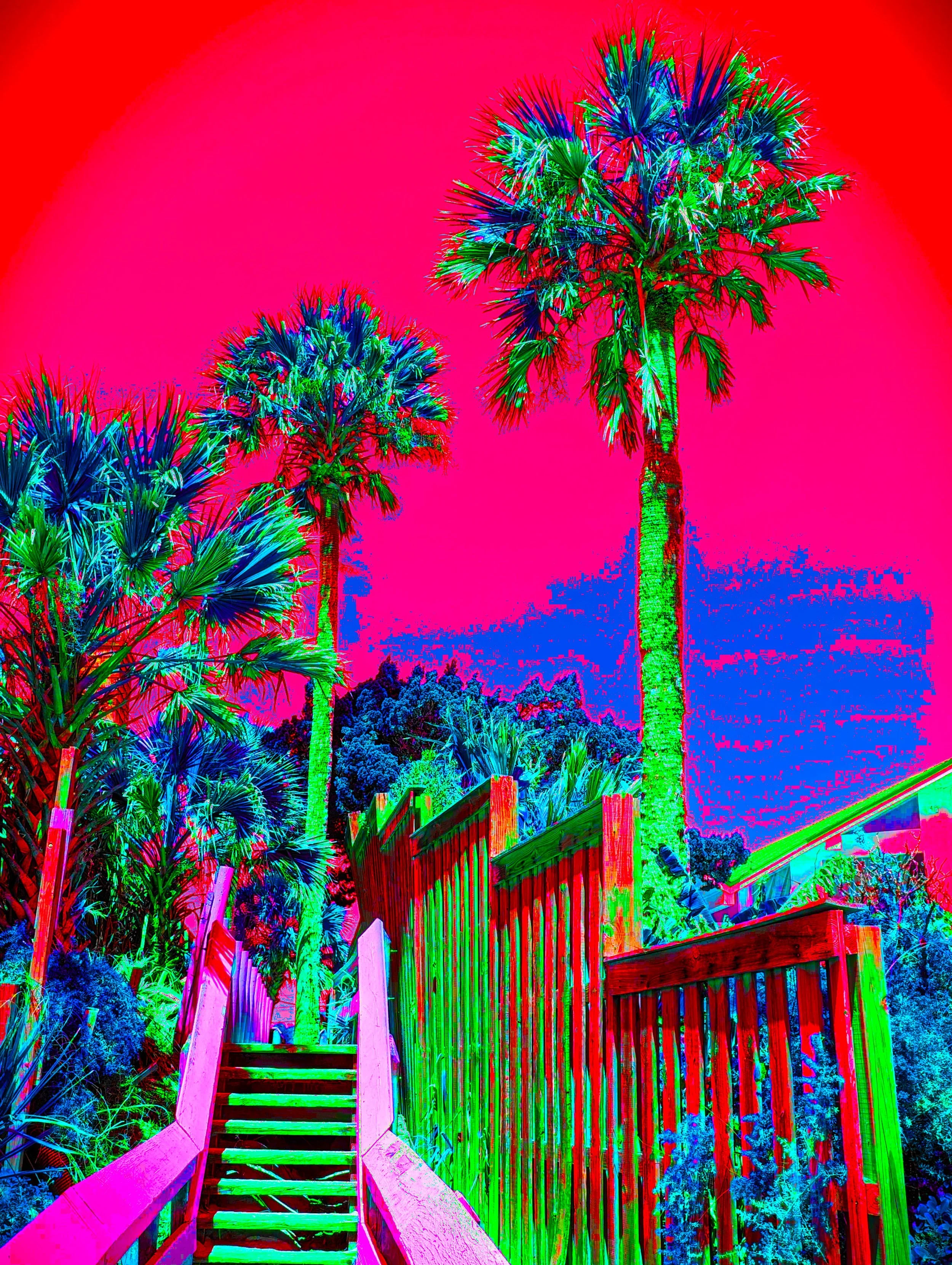 PALMWALK 3 SOLARPIx2.jpg