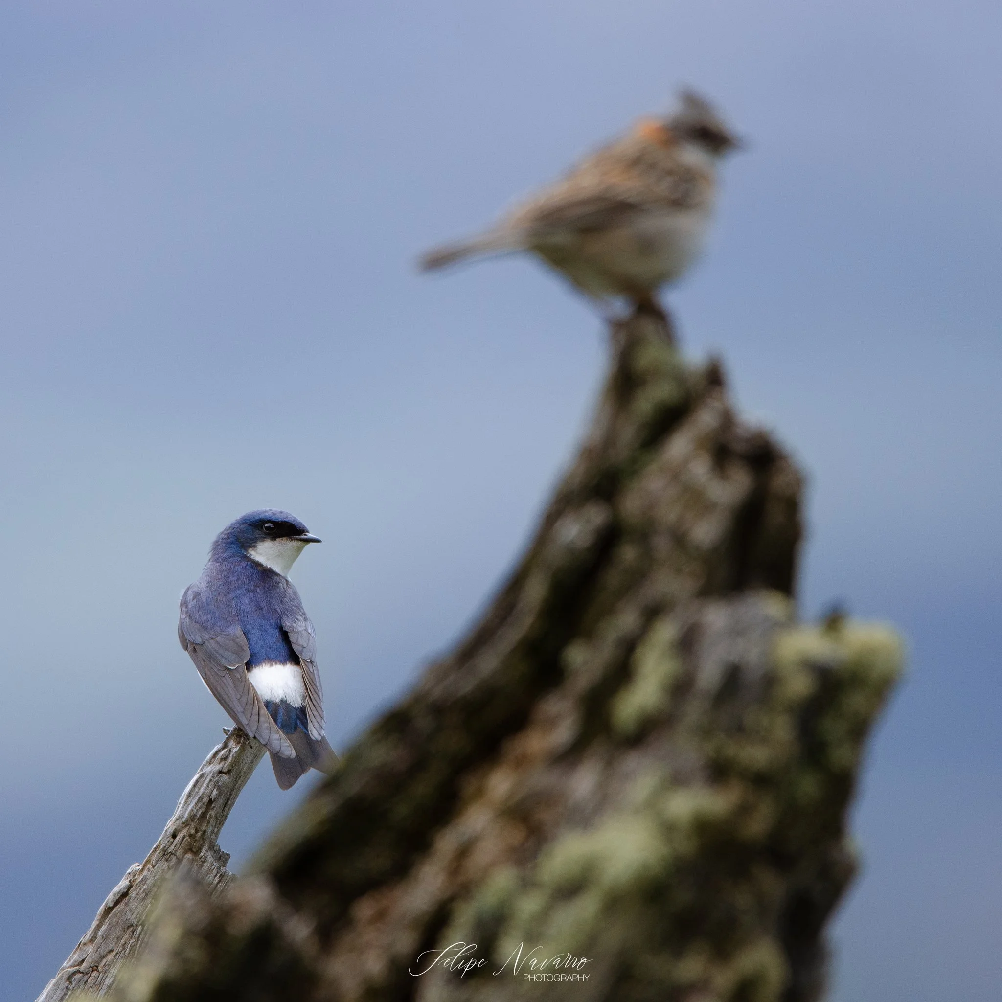 Golondrina WMB.jpg