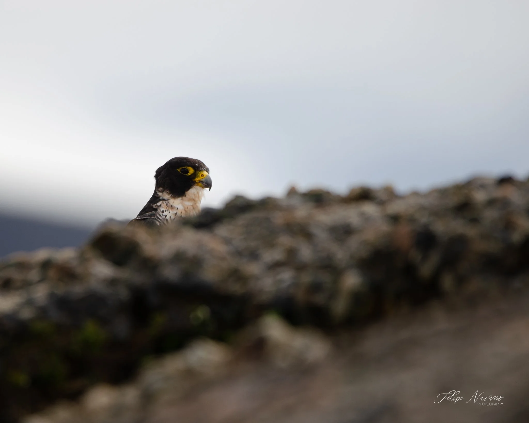 DSC_0102.jpg
