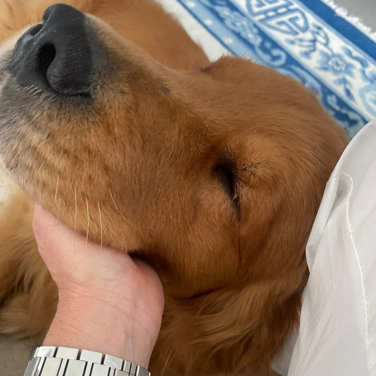 We all need to rest our heads every now and then...I do what I can to help Duggee out with his head resting since life as a Golden Retriever can be &quot;paws-itively&quot; exhausting! Happy Monday! #duggeebooks #goldenretrieversofinstagram #furbabie
