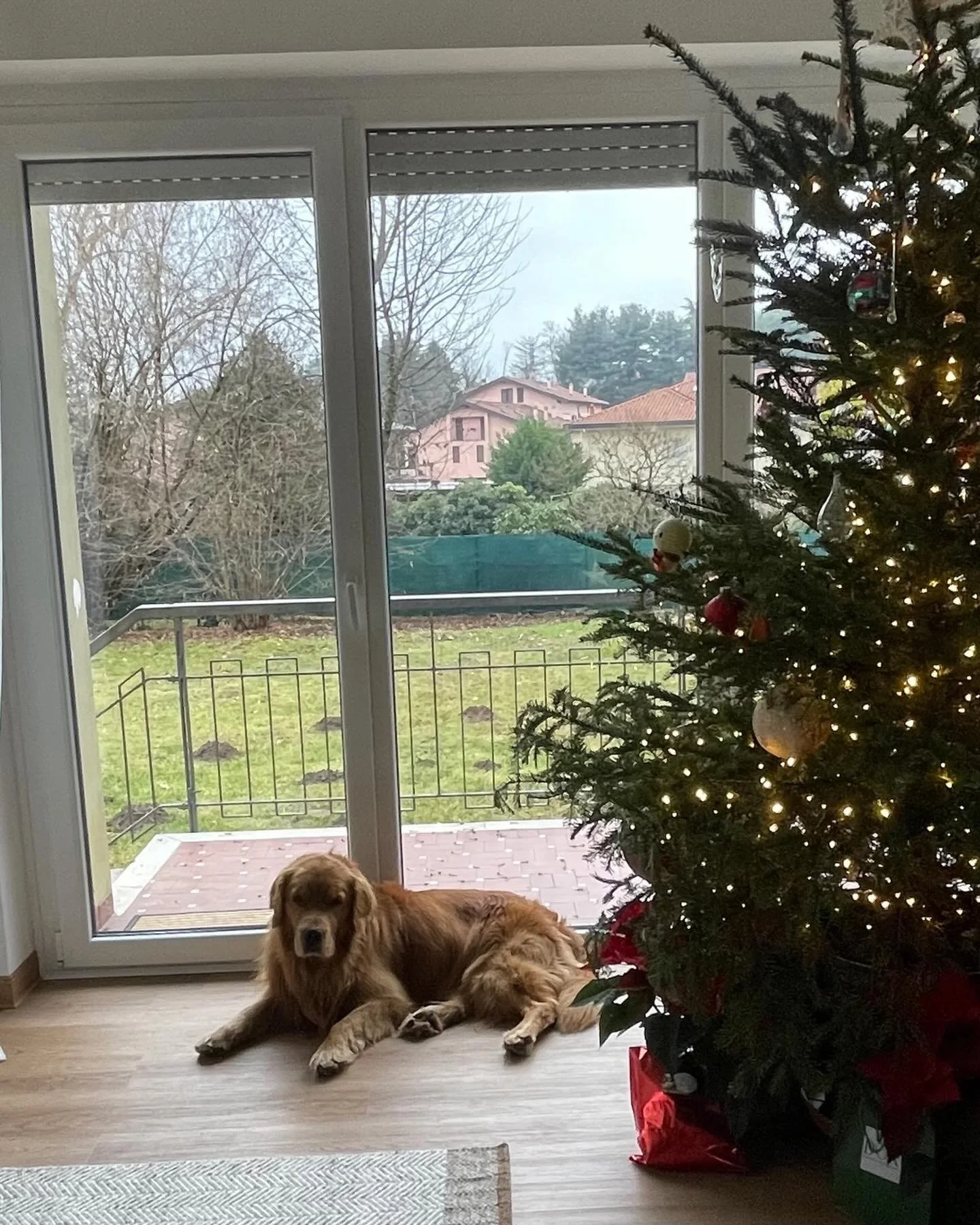 Wishing everyone a belated Merry Christmas and joyous holiday season! Love, Duggee 🐾🎄✨💫🐶