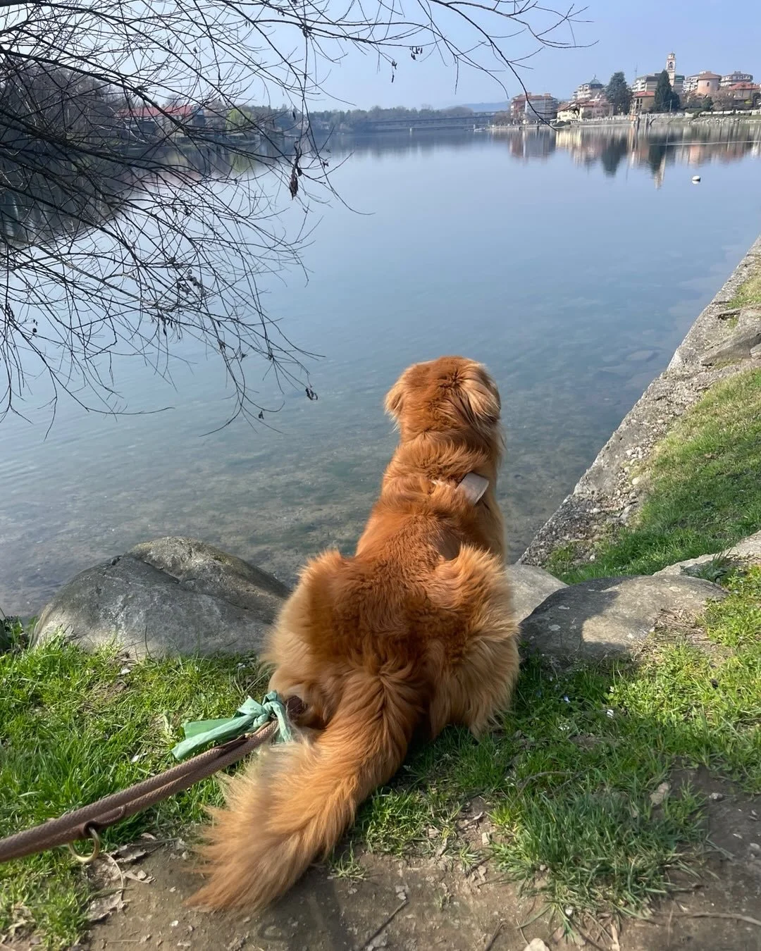 Happy Sunday&hellip;enjoying our peace lately, just as Duggee enjoys his favorite ball and view. 🌈🤍