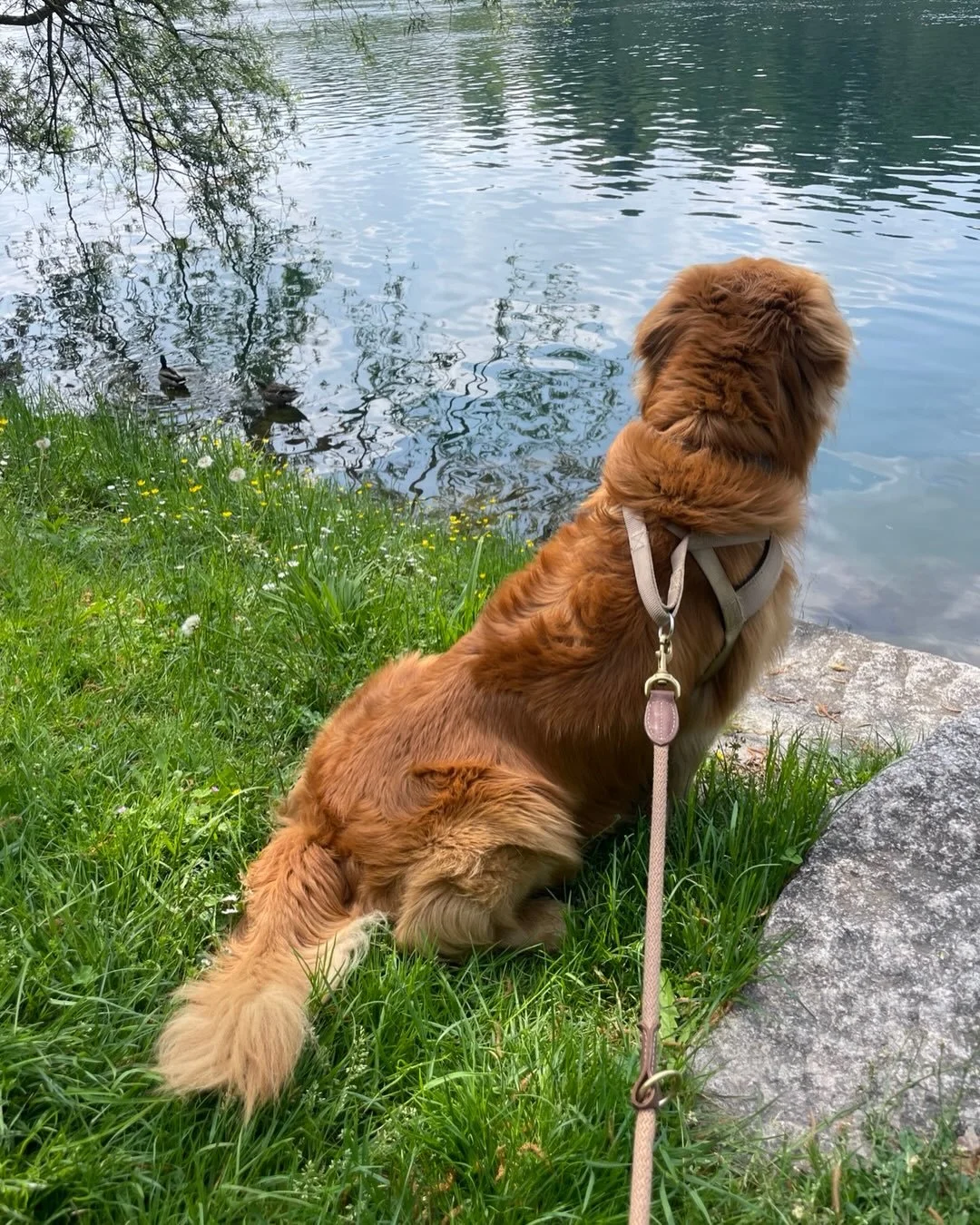 Scroll forward to see Duggee&rsquo;s cutest expression captured yet. 💋💗 #goldenretrieverlove