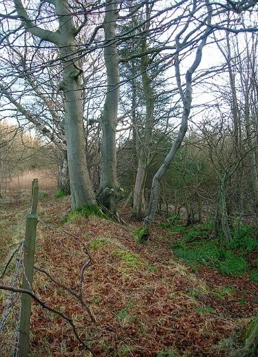 July 2026 Meeting: Ancient Hedgerows