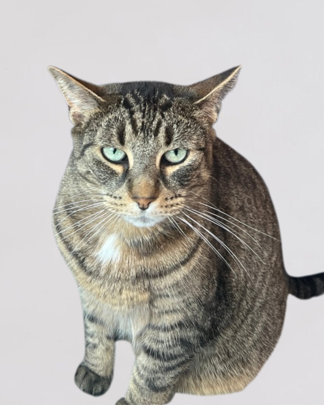 A brown tabby cat with green eyes sitting on a light gray background.