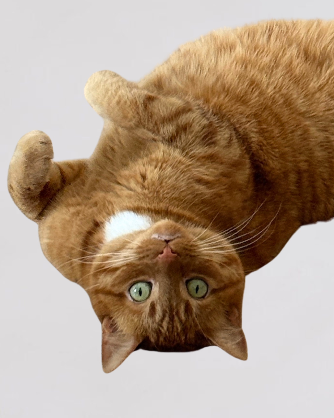 Close-up of a ginger cat lying on its back with green eyes, looking up at the camera against a plain white background.