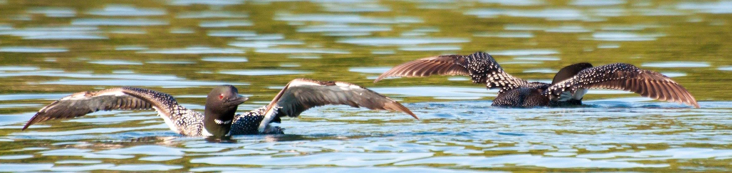 The Work That Reconnects