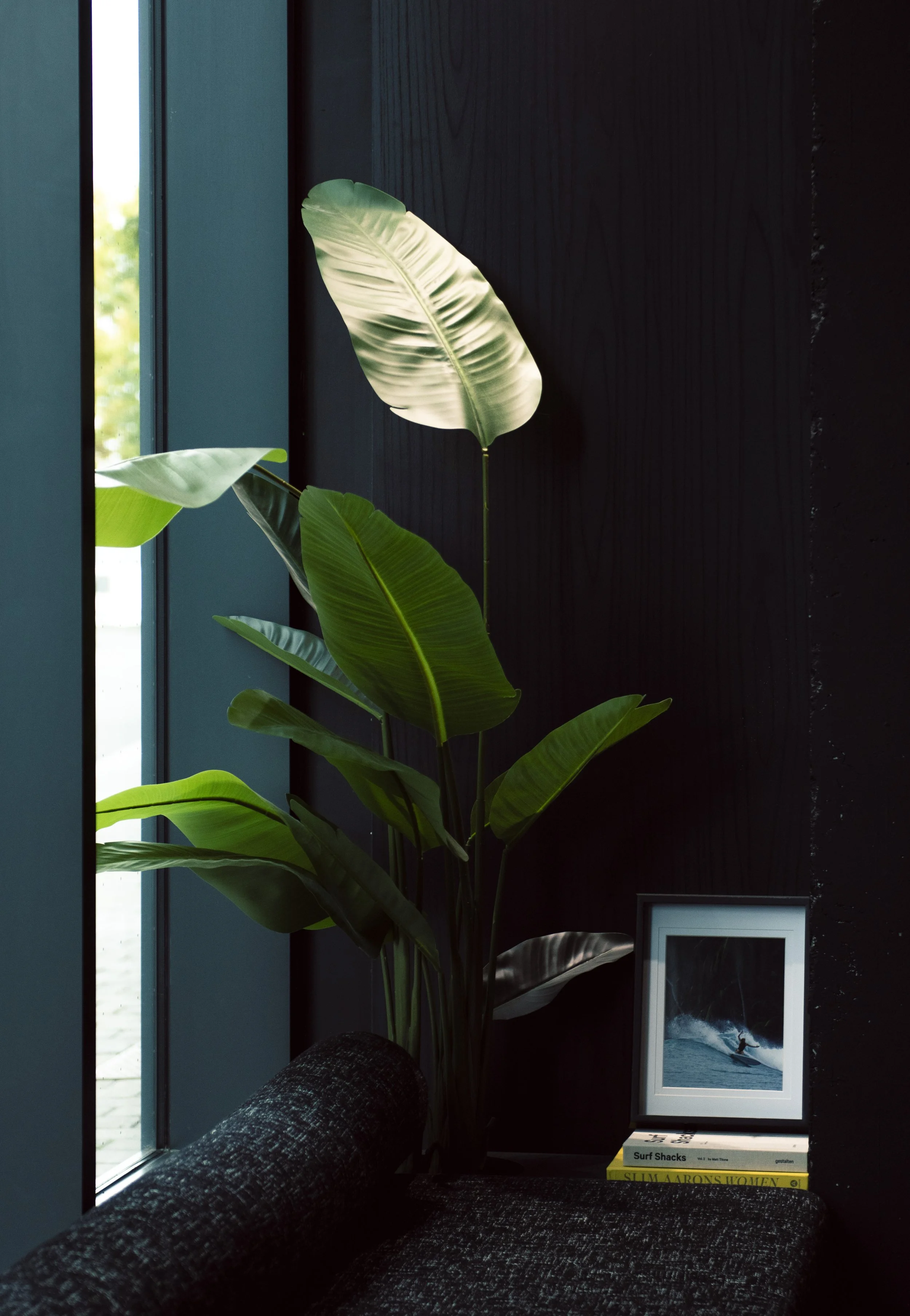 Indoor scene with a large green leafy plant near a window, a framed surfing photo, and a stack of books on a dark textured surface.