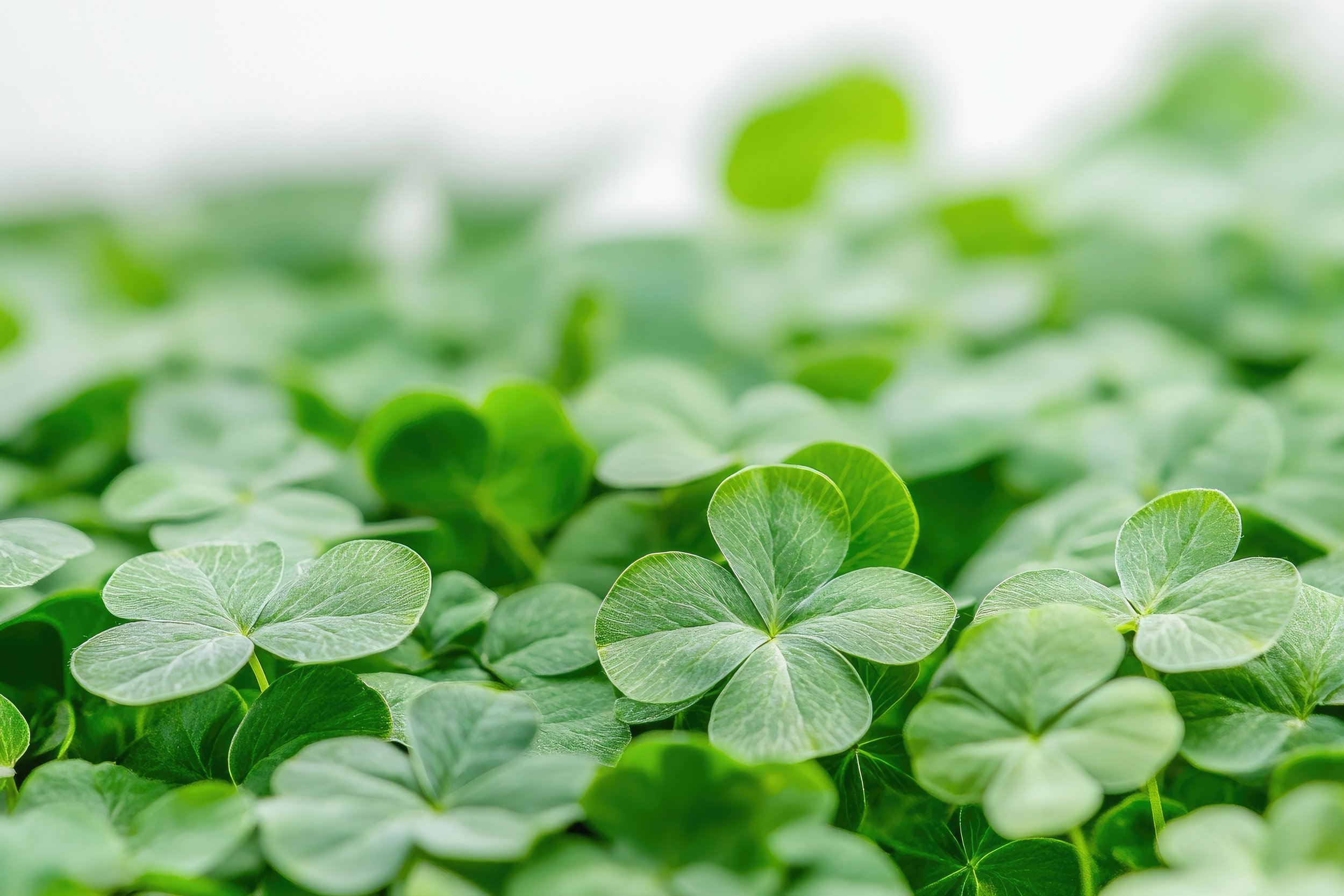 Find Your Lucky Green