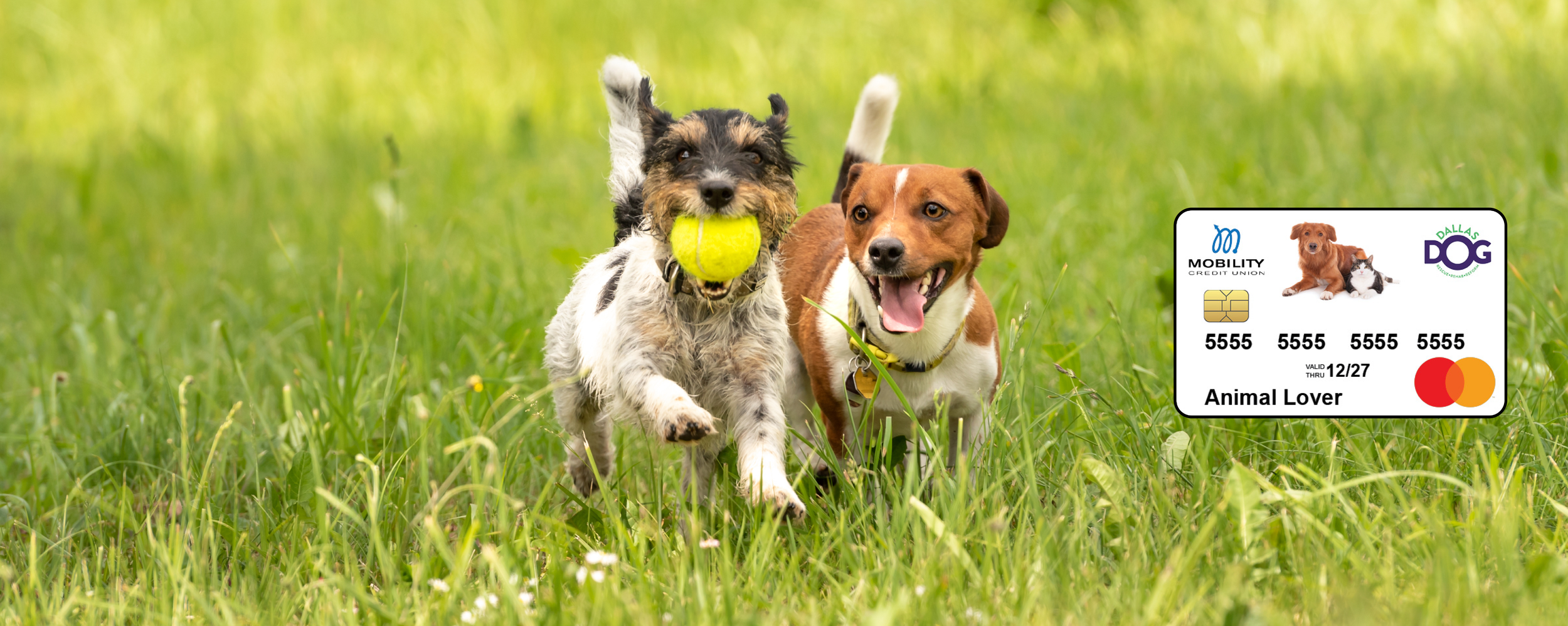 Every Swipe Helps Local Dogs