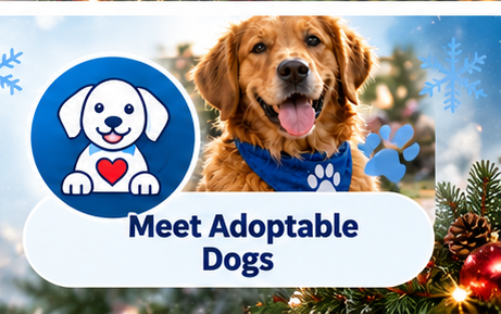Meet adoptable dogs